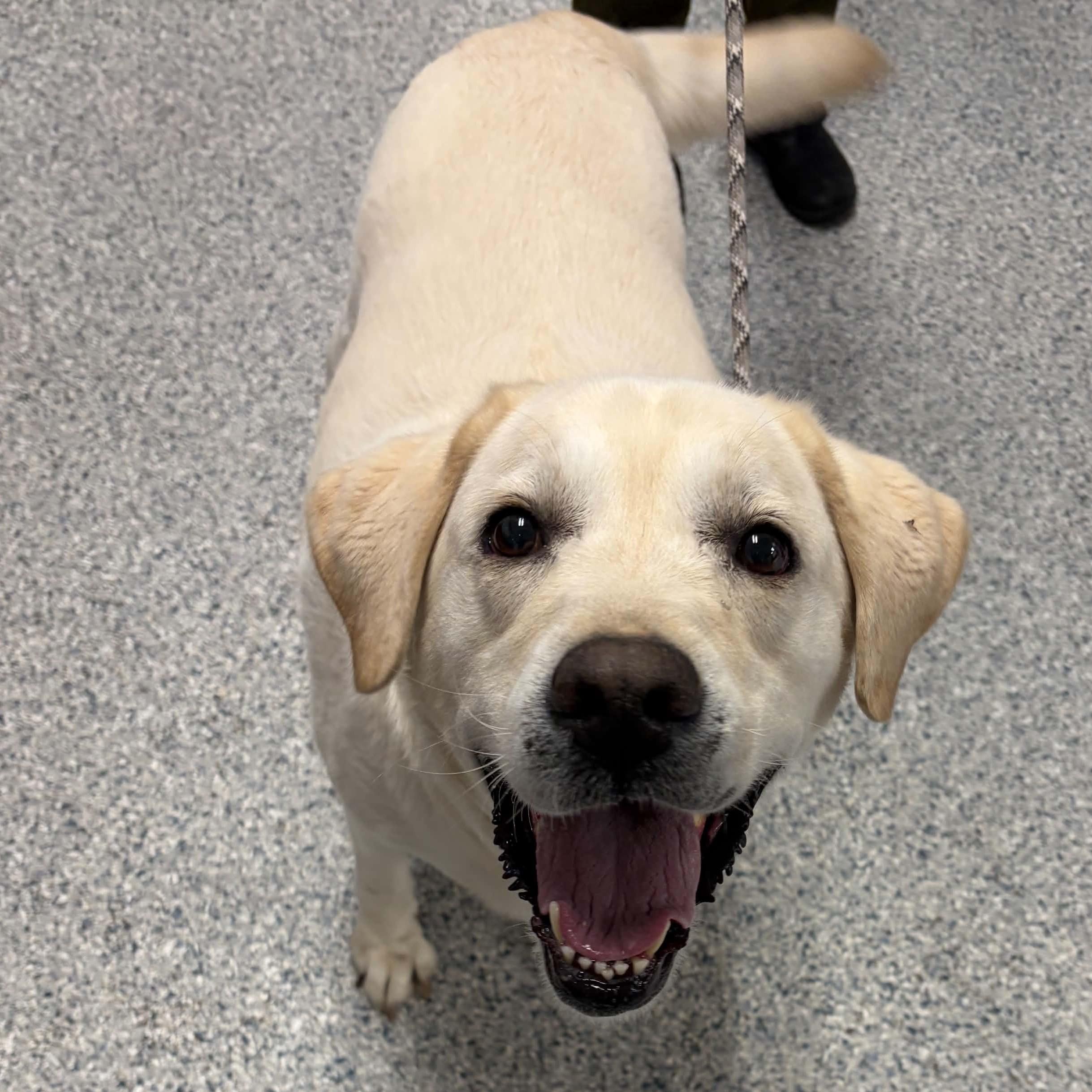 Enlarge Slyvester, a Adopted mixed breed in Normal, IL image 2/3