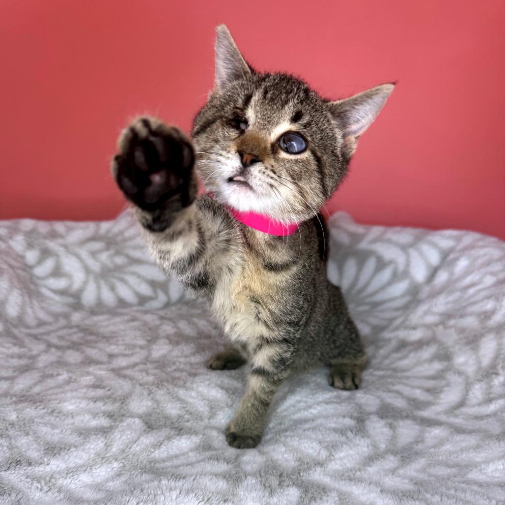 BeeBee, Adoptable, Young Female Domestic Short Hair.