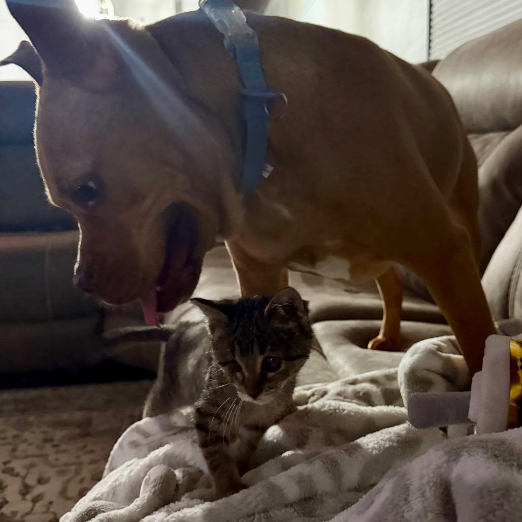 Enlarge BeeBee, a Adoptable Domestic Short Hair in San Antonio, TX image 1/6