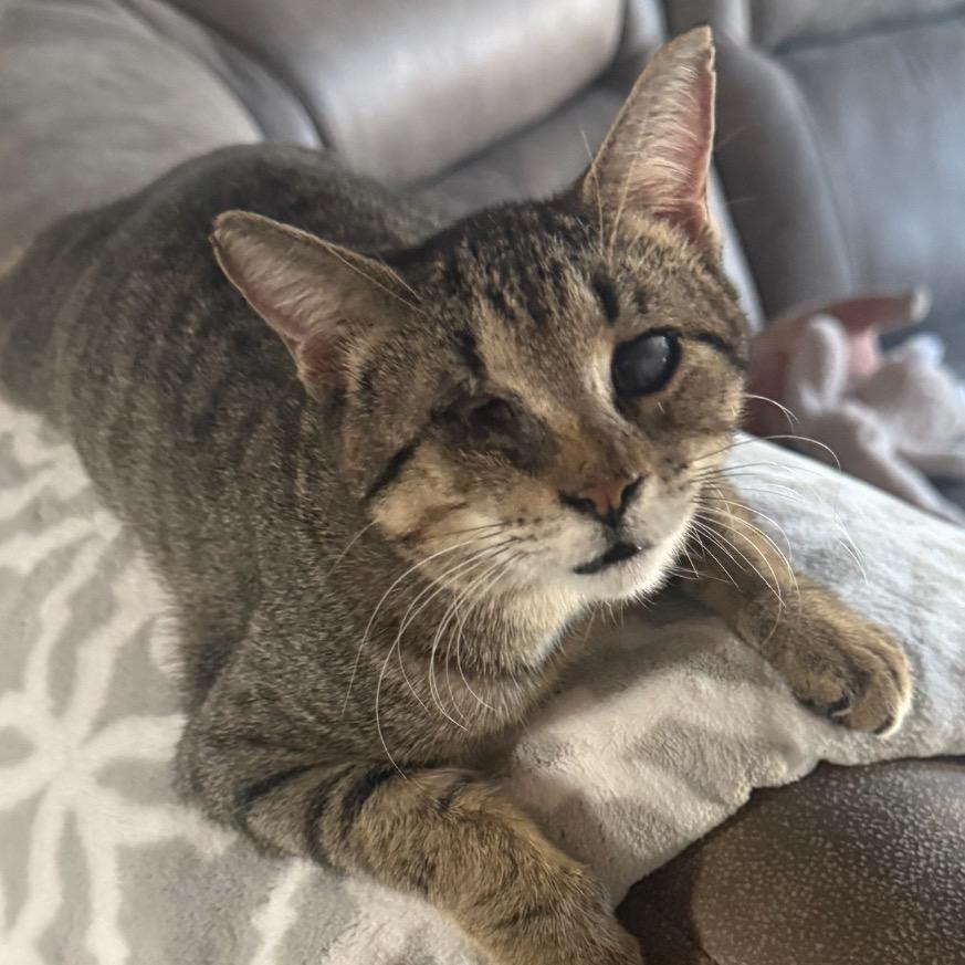 Enlarge BeeBee, a Adoptable Domestic Short Hair in San Antonio, TX image 2/6