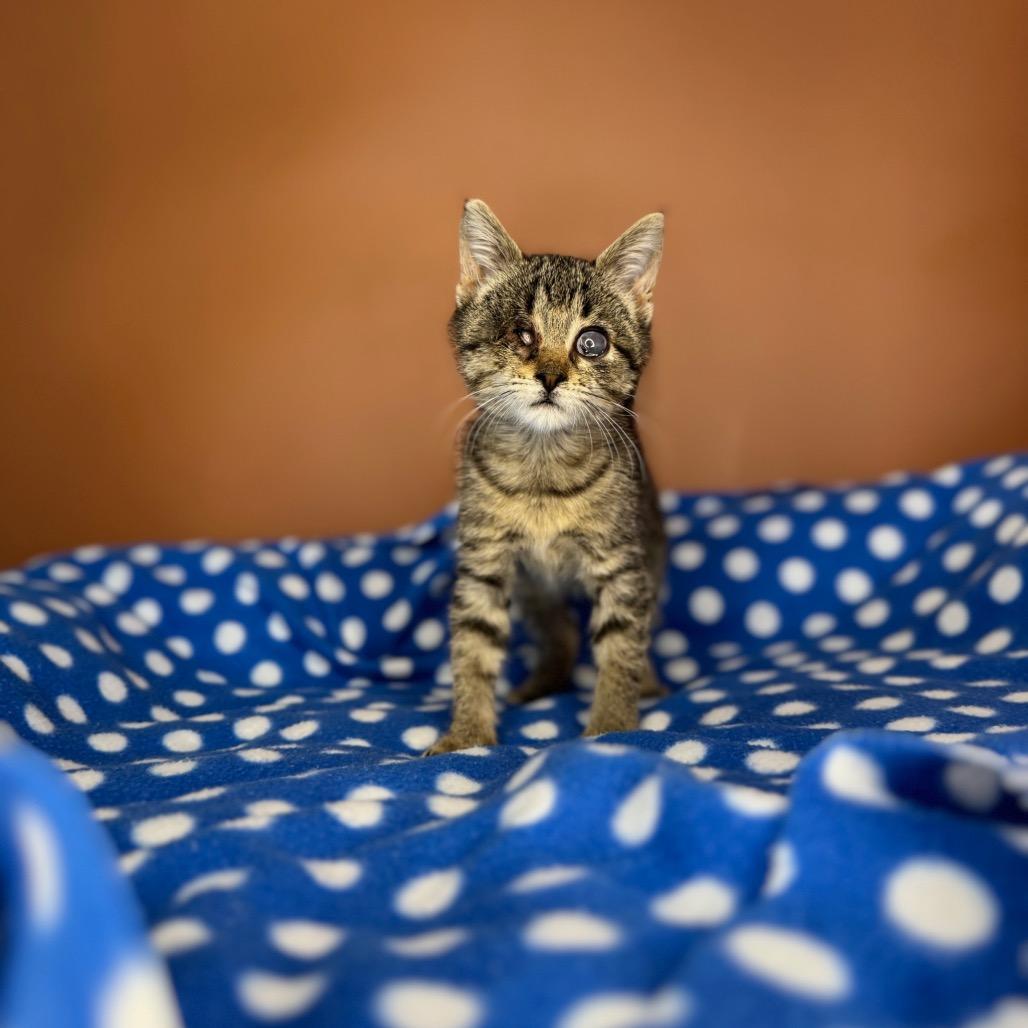 Enlarge BeeBee, a Adoptable Domestic Short Hair in San Antonio, TX image 3/6