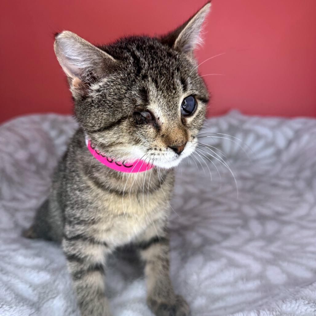 Enlarge BeeBee, a Adoptable Domestic Short Hair in San Antonio, TX image 4/5