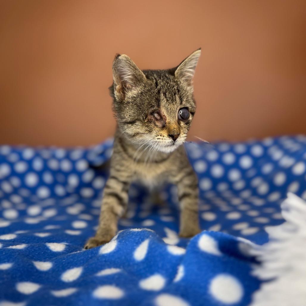 Enlarge BeeBee, a Adoptable Domestic Short Hair in San Antonio, TX image 4/6