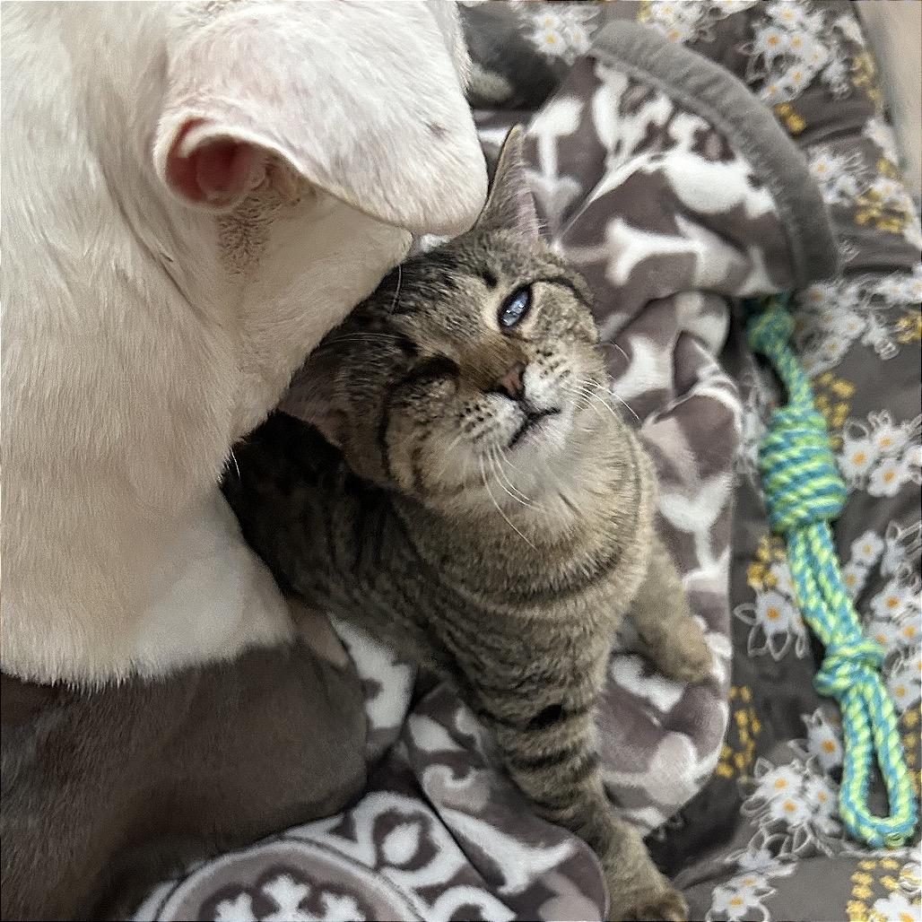 Enlarge BeeBee, a Adoptable Domestic Short Hair in San Antonio, TX image 5/5