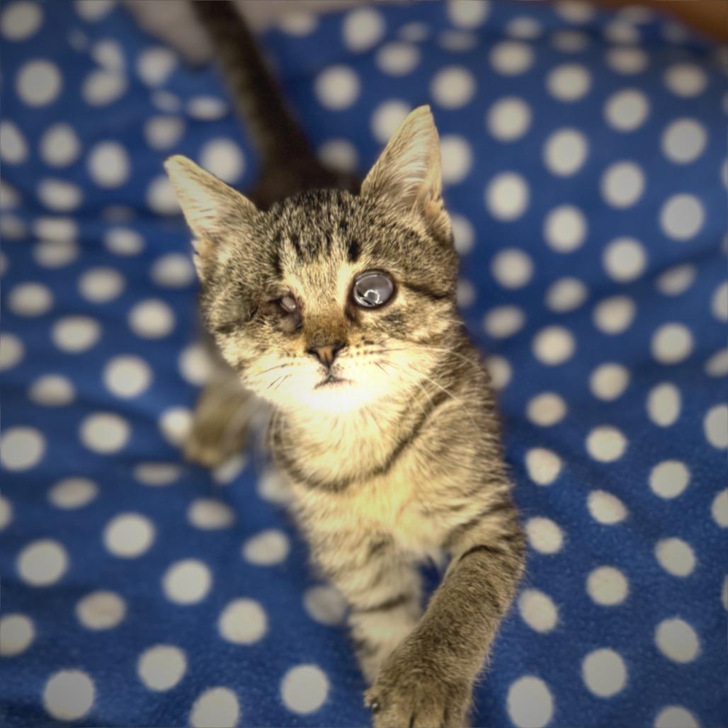 Enlarge BeeBee, a Adoptable Domestic Short Hair in San Antonio, TX image 5/6