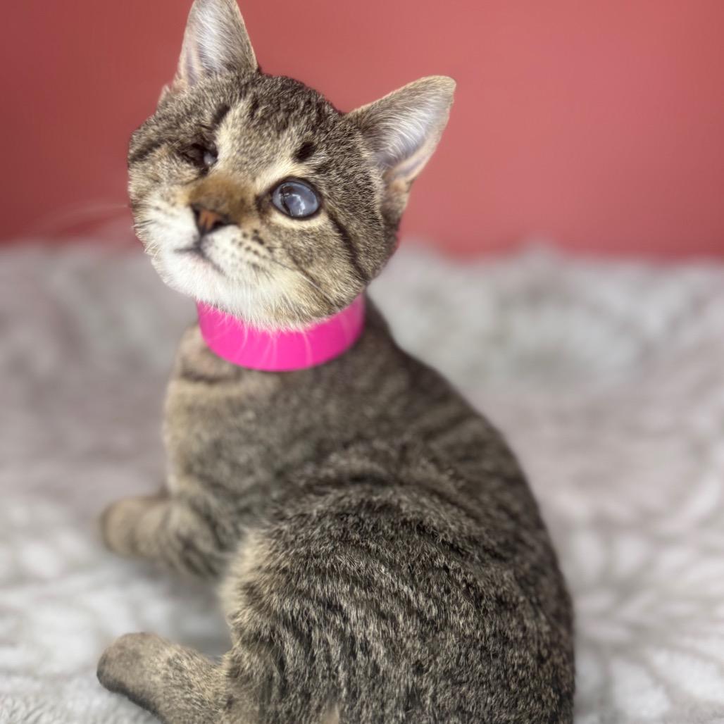 Enlarge BeeBee, a Adoptable Domestic Short Hair in San Antonio, TX image 6/6