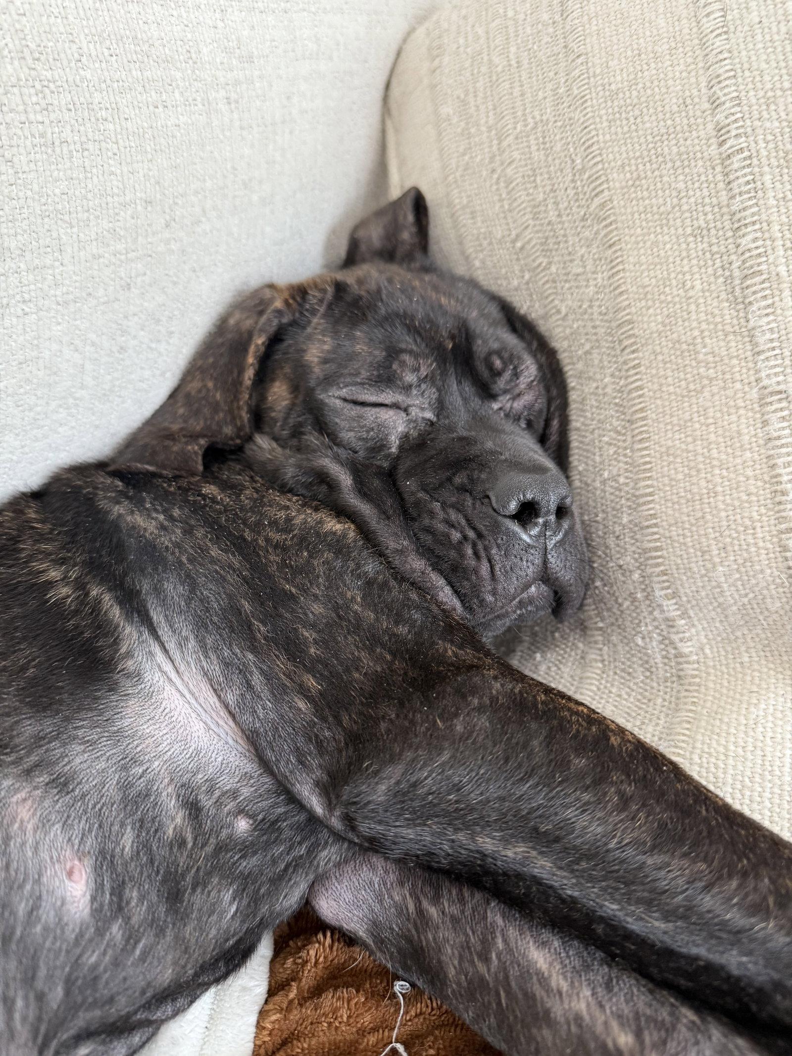 Nina, Adopted, Puppy Female Cane Corso.