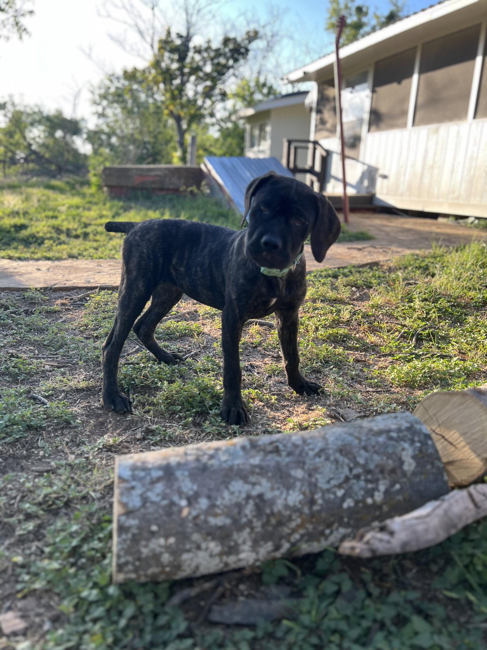 Enlarge Nina, a Adopted Cane Corso in Bangs, TX image 3/3