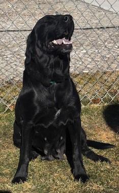 59951589, ADOPTABLE, Adult Female Labrador Retriever.