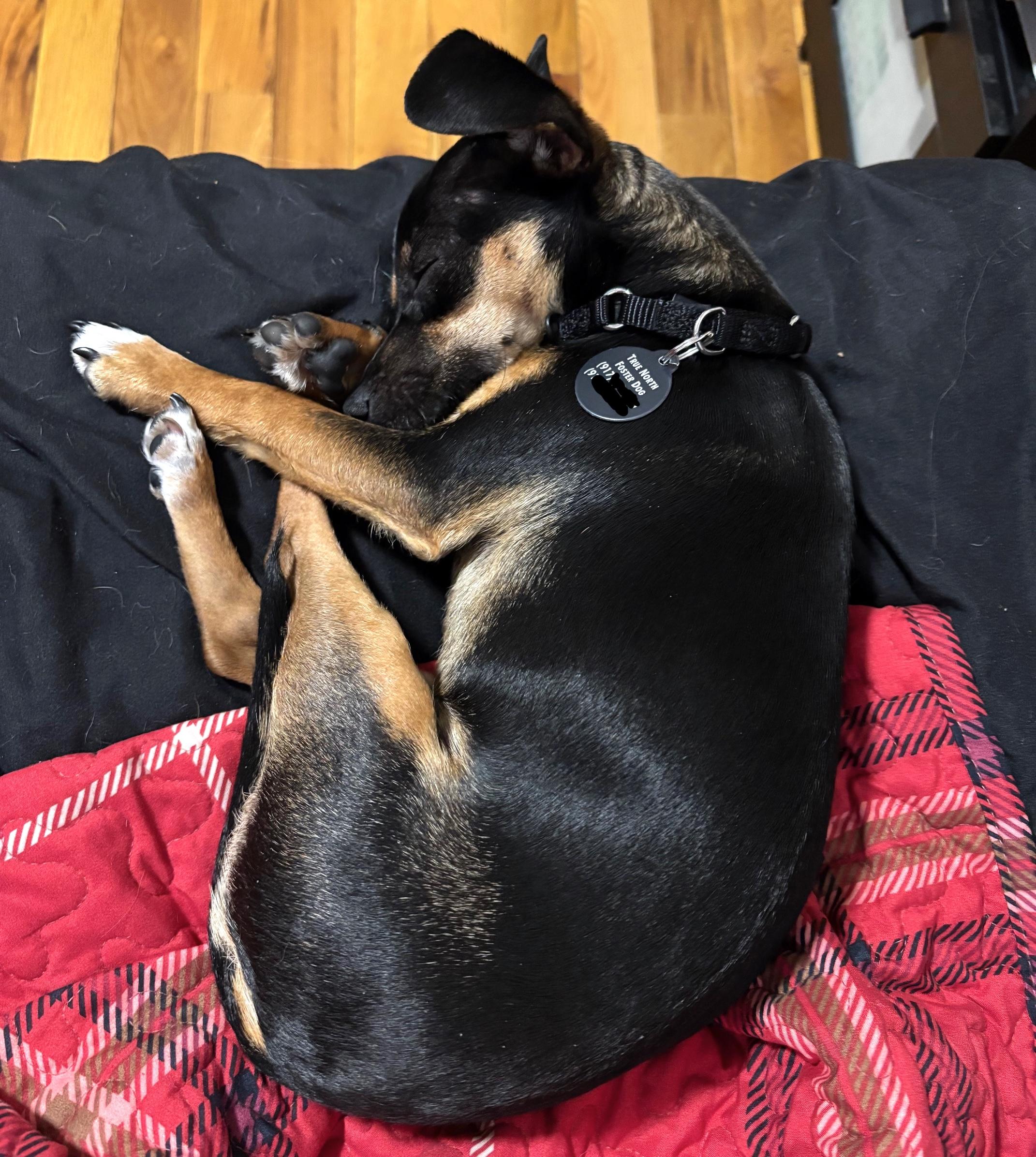 Fifi, a ADOPTABLE Chihuahua in Brooklyn, NY image 3/3