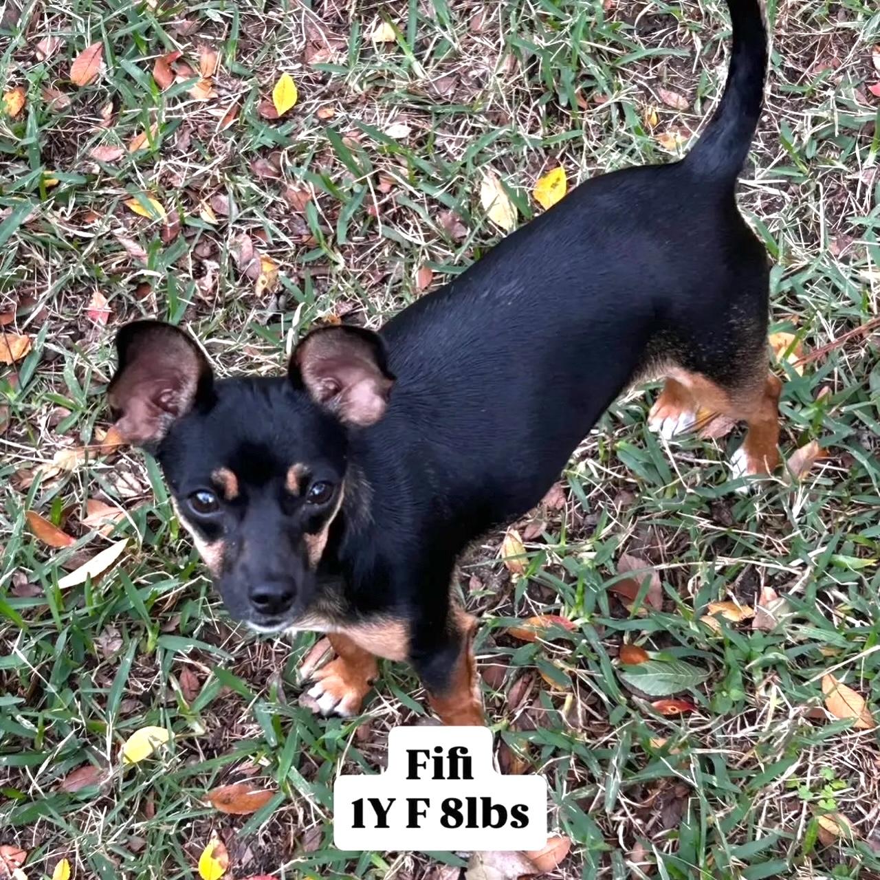 Fifi, a ADOPTABLE Chihuahua in Brooklyn, NY image 2/3