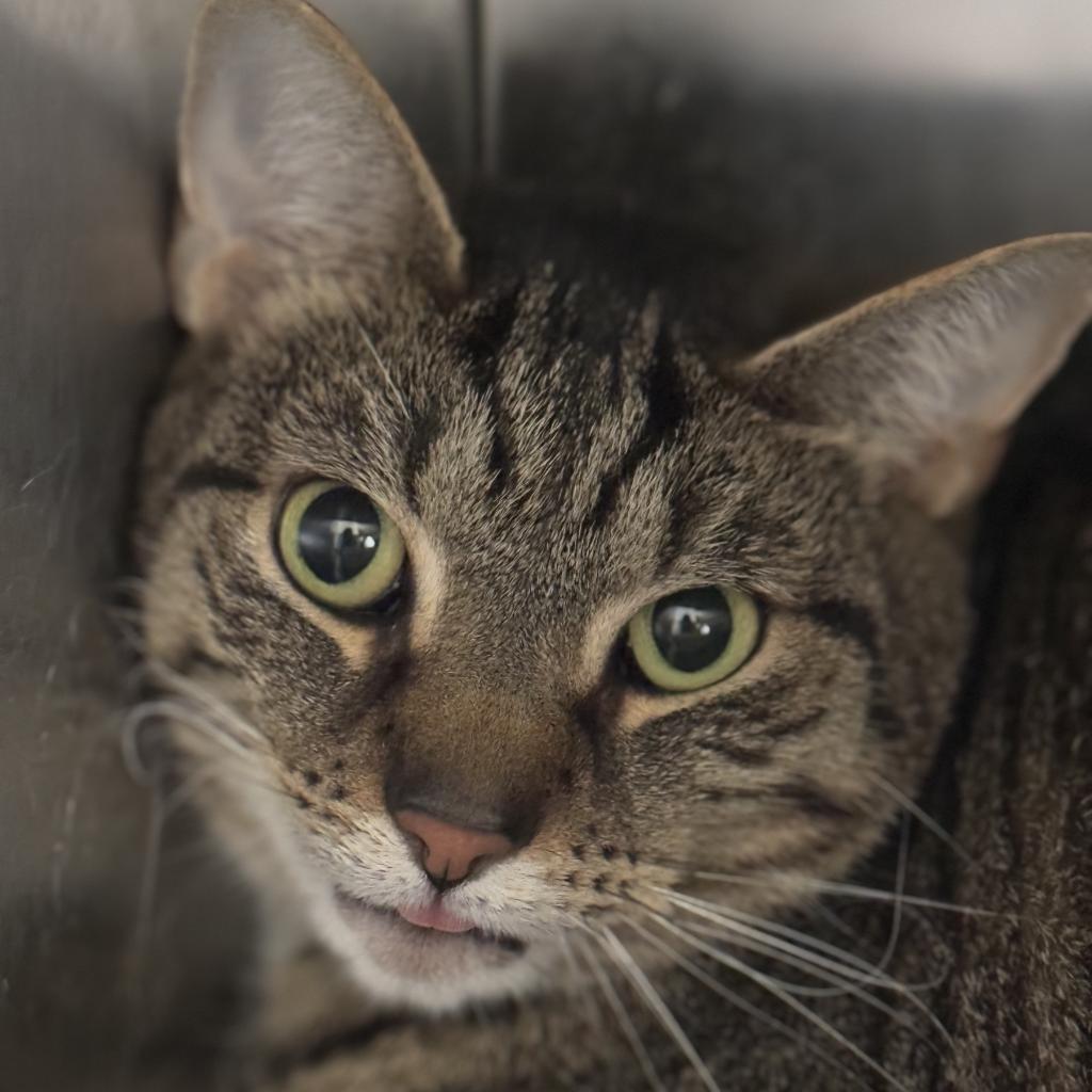 Ziggy, an adoptable Domestic Short Hair in Ridgely, MD_image-1