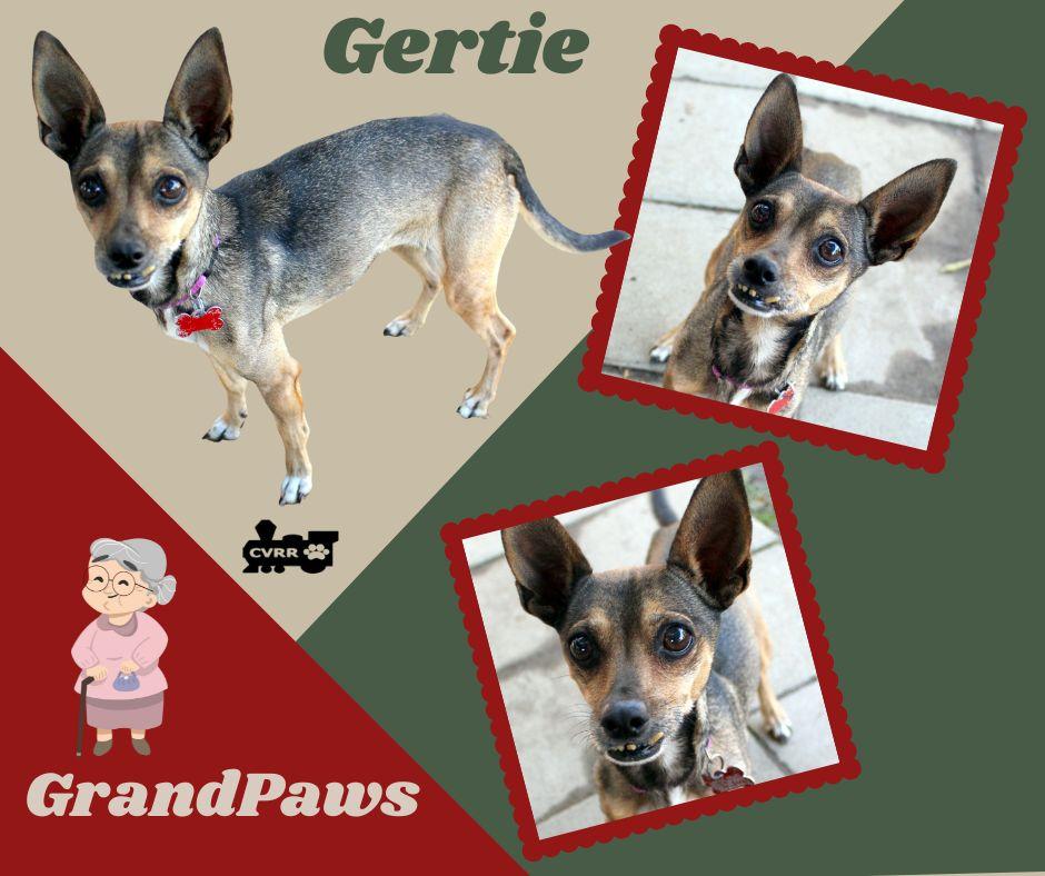 Gertie (GrandPaws), Adoptable, Senior Female Chihuahua.
