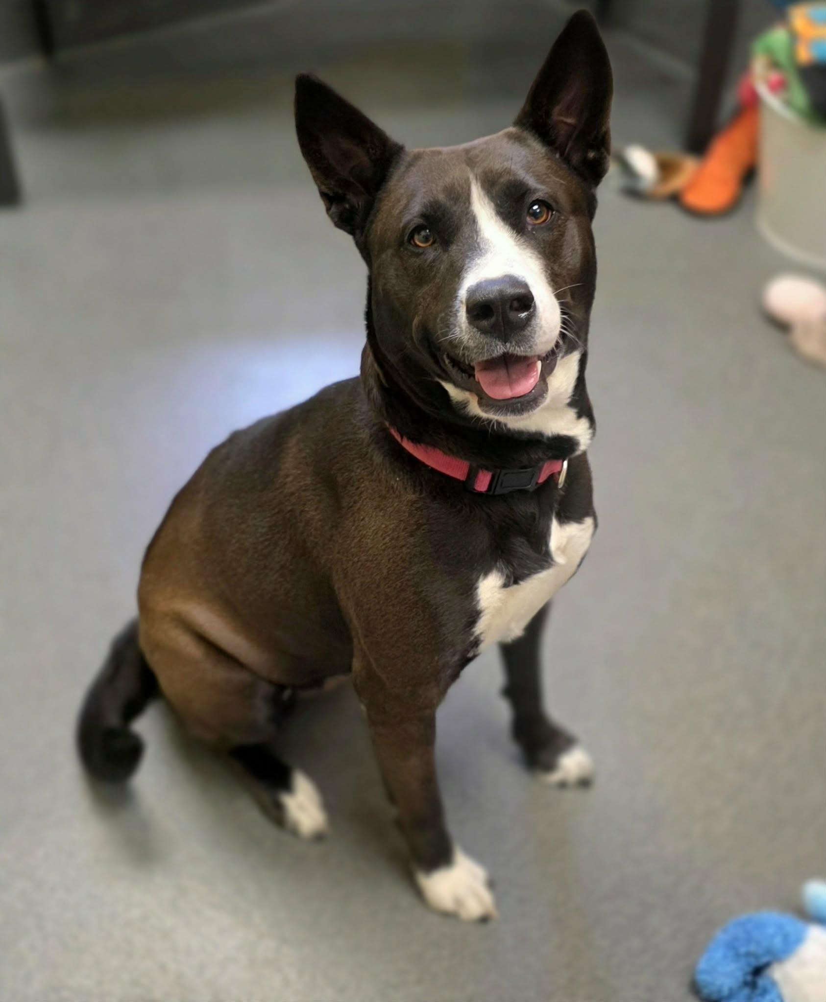Daisy, ADOPTABLE, Adult Female Australian Cattle Dog / Blue Heeler & Collie.