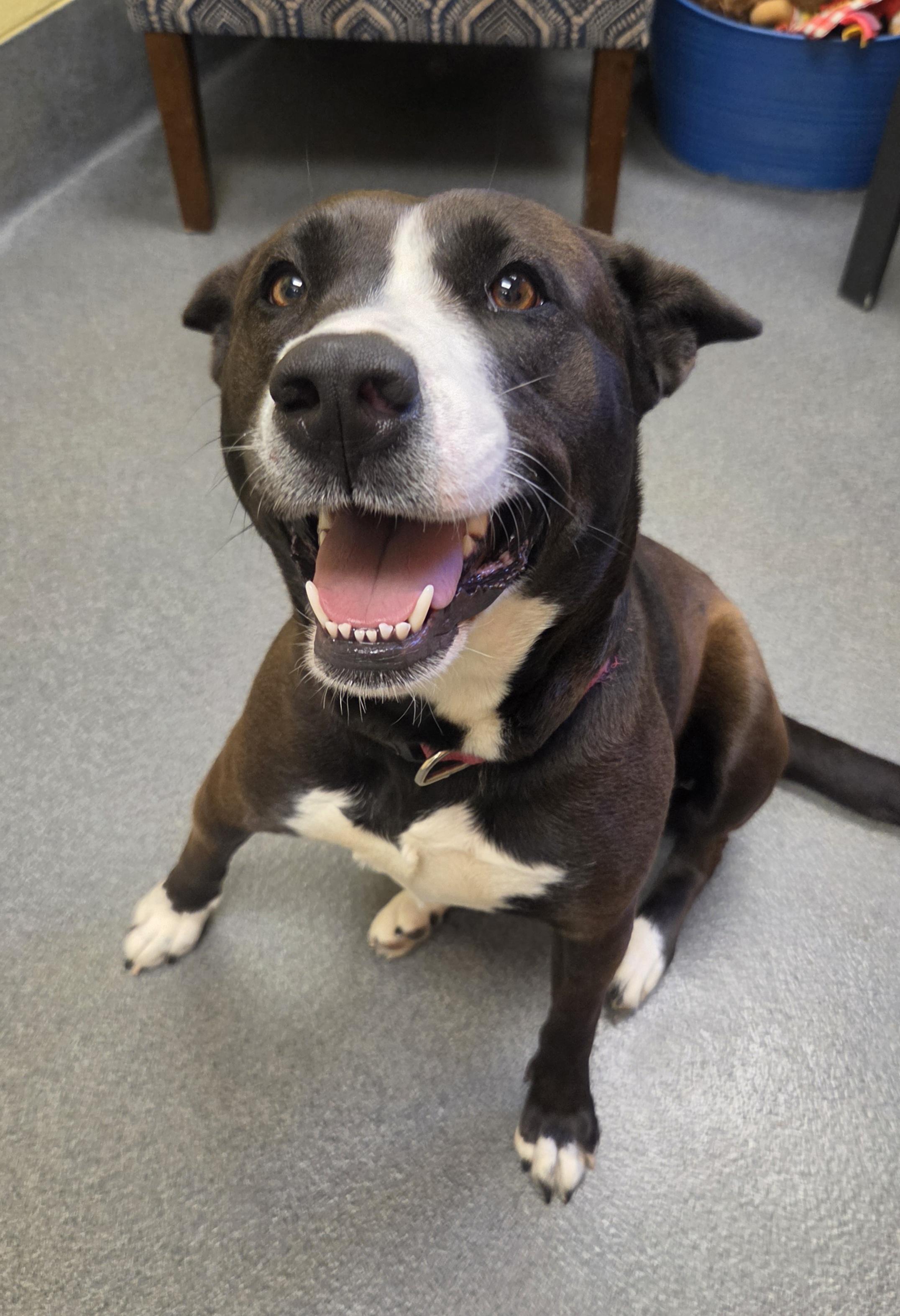 Enlarge Daisy, a ADOPTABLE mixed breed in Amherst, VA image 4/6