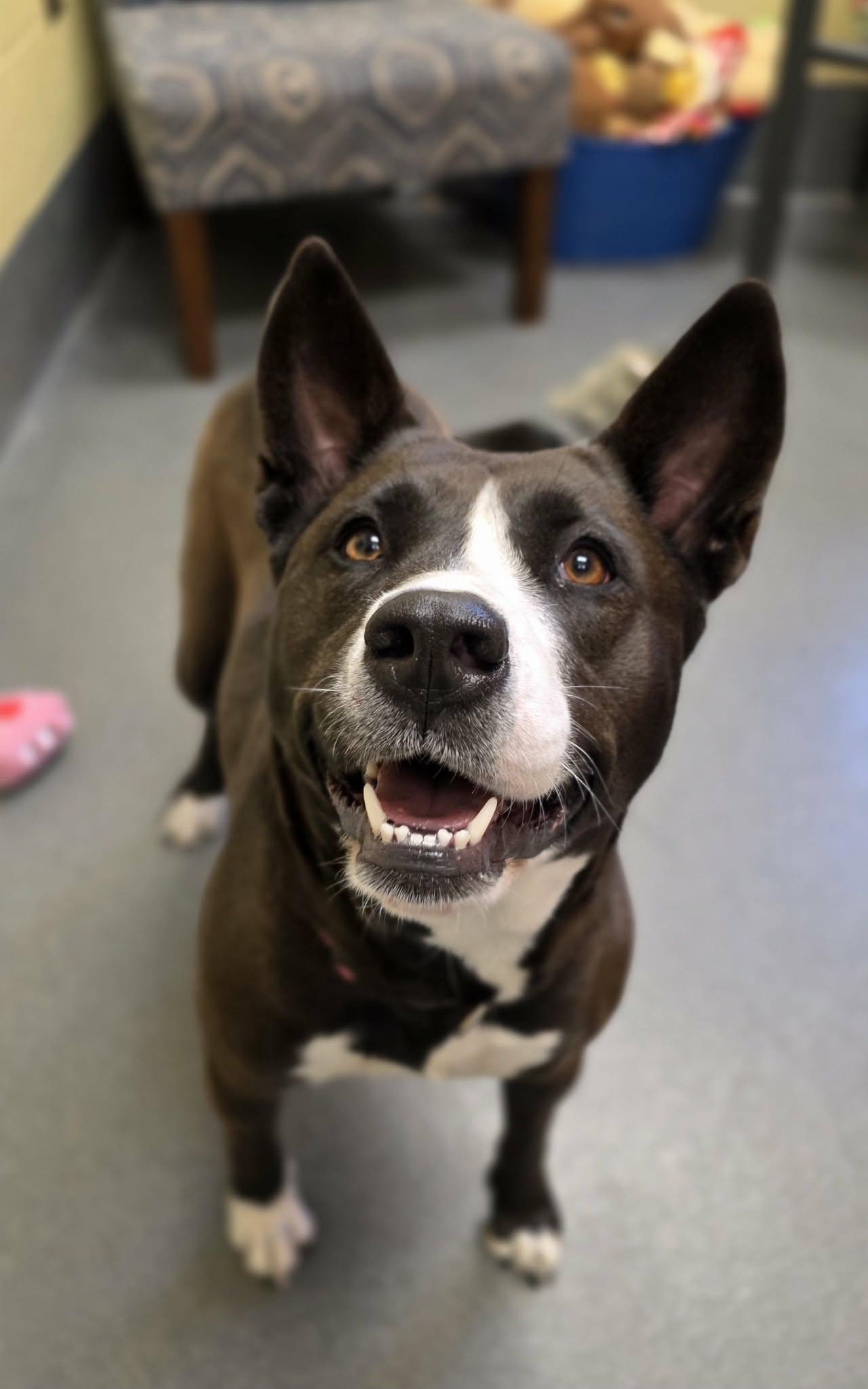 Enlarge Daisy, a ADOPTABLE mixed breed in Amherst, VA image 6/6
