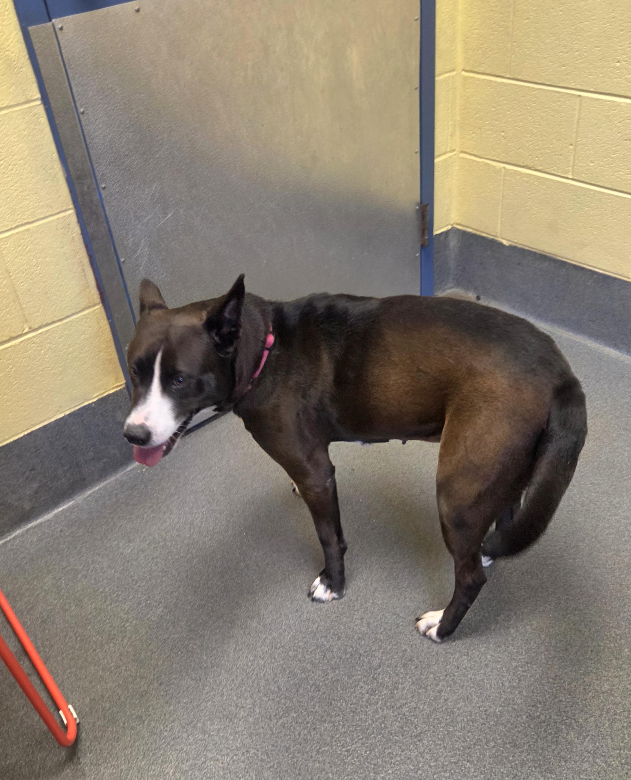 Enlarge Daisy, a ADOPTABLE mixed breed in Amherst, VA image 3/6