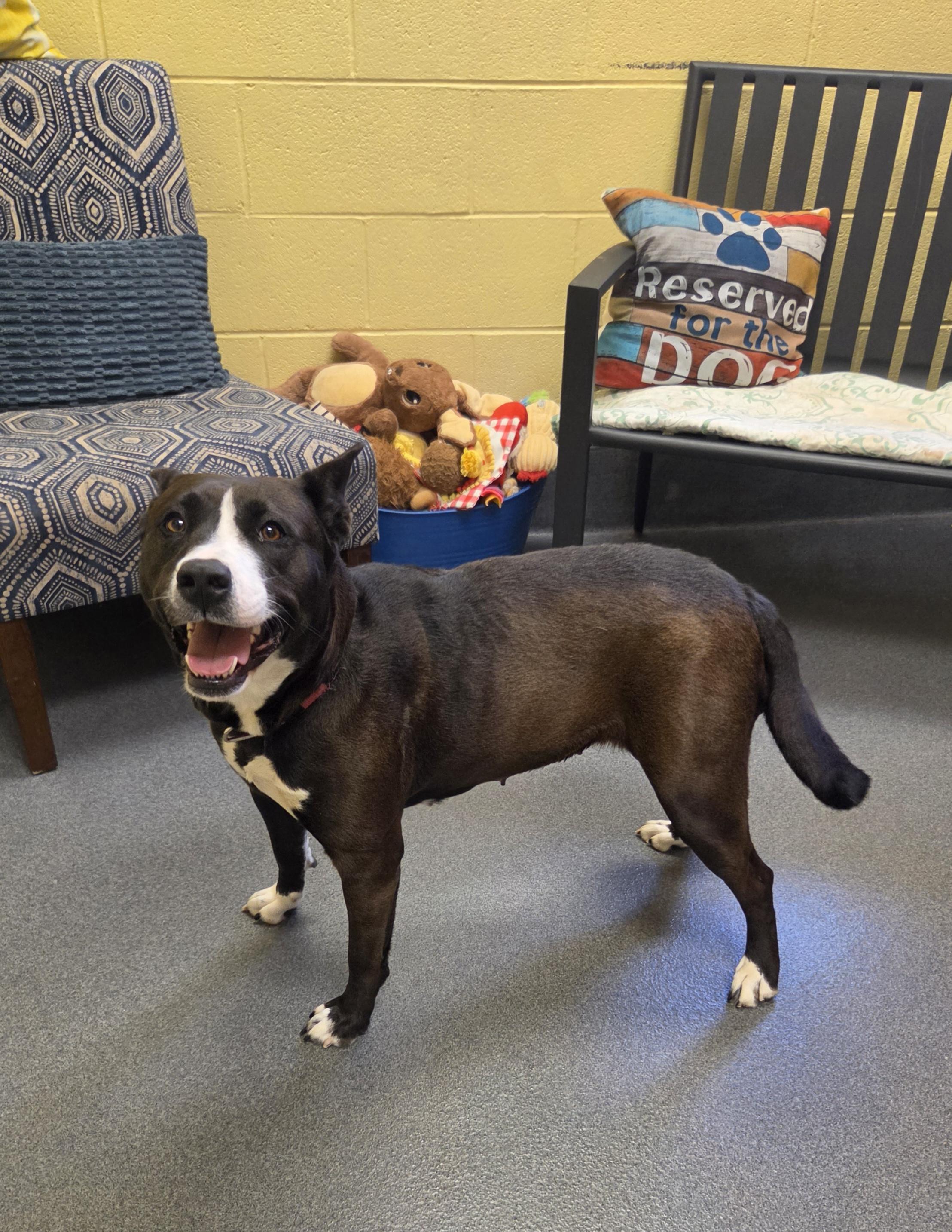 Enlarge Daisy, a ADOPTABLE mixed breed in Amherst, VA image 2/6