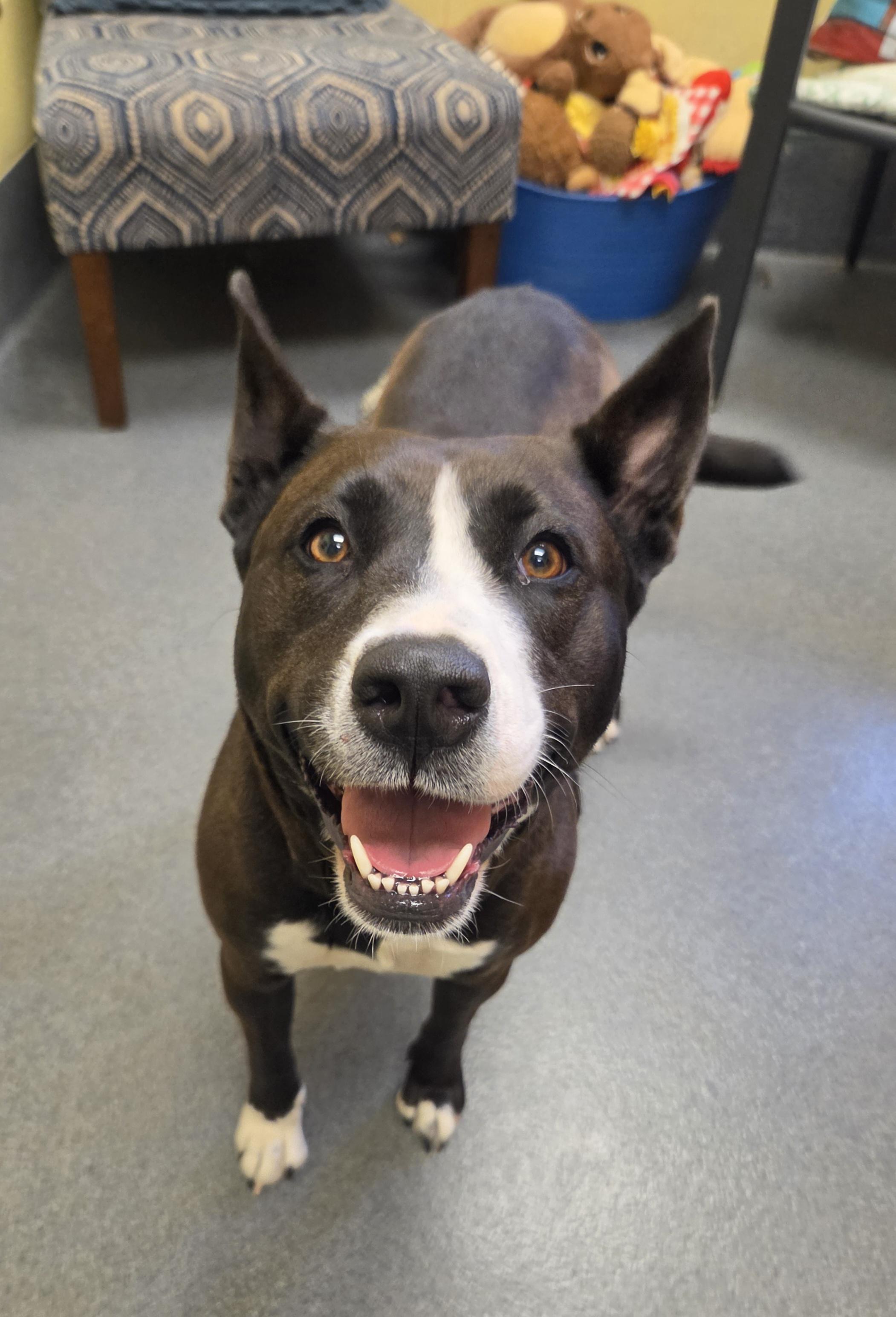 Enlarge Daisy, a ADOPTABLE mixed breed in Amherst, VA image 5/6