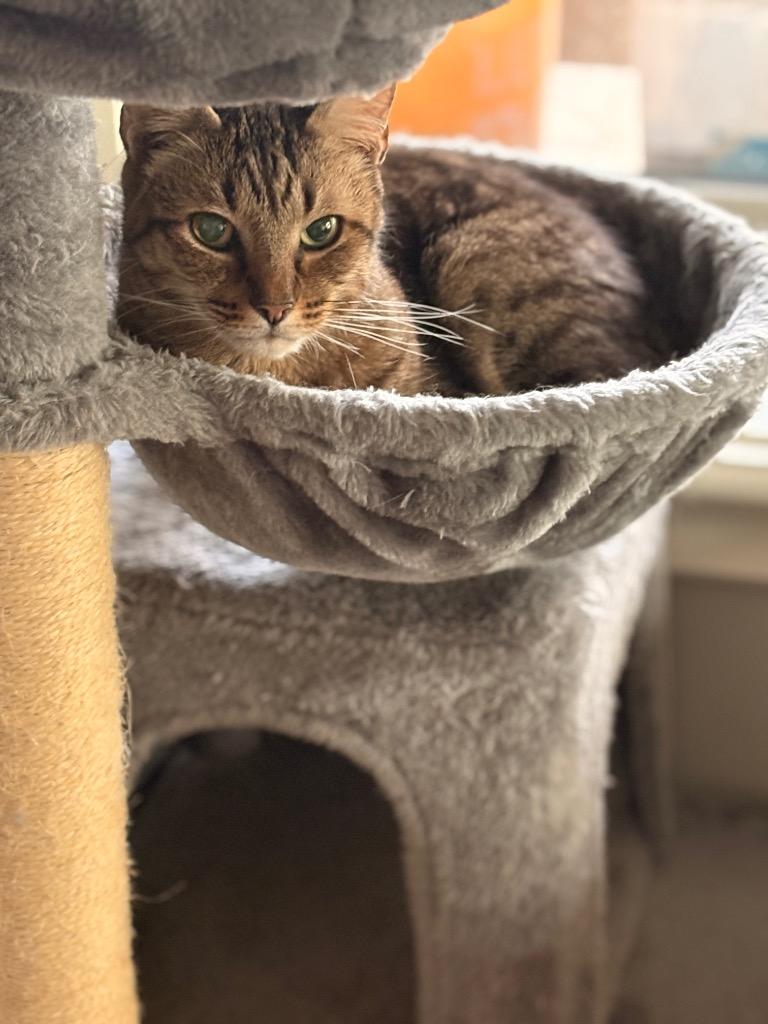 Tigger, Adoptable, Senior Male American Shorthair.