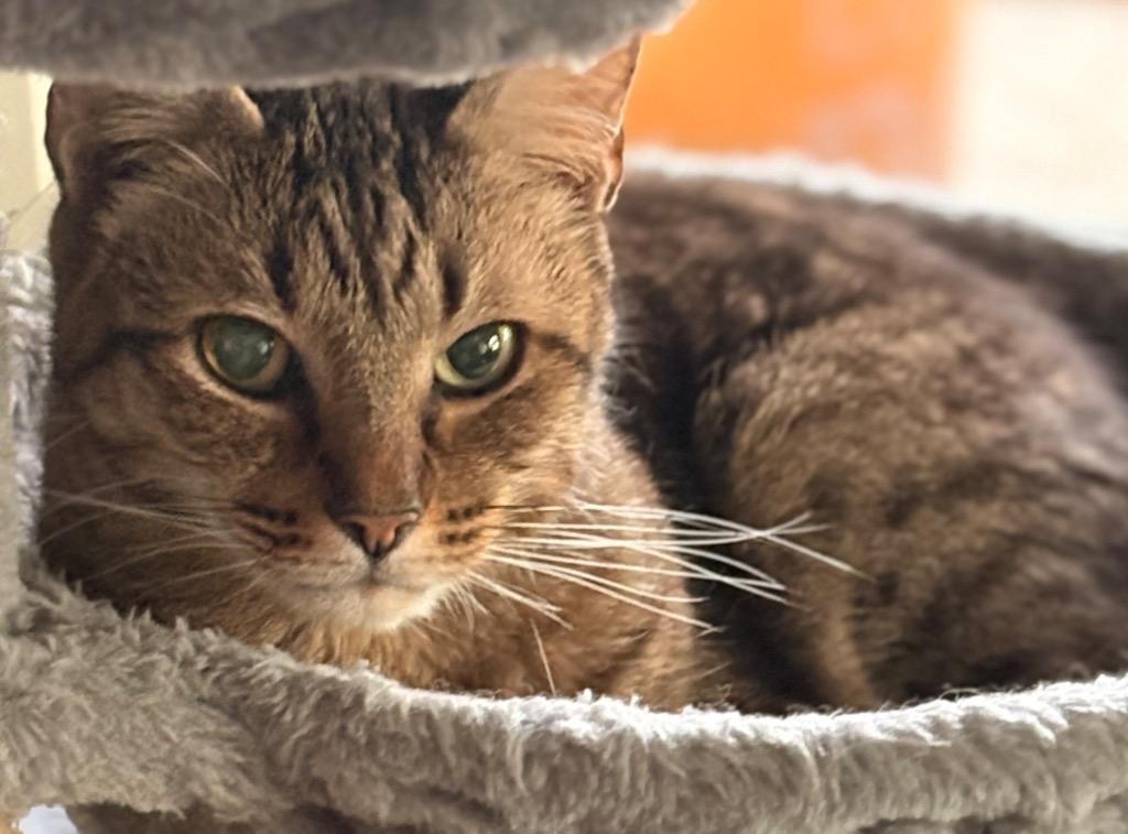 Enlarge Tigger, a Adoptable American Shorthair in Spring, TX image 2/2