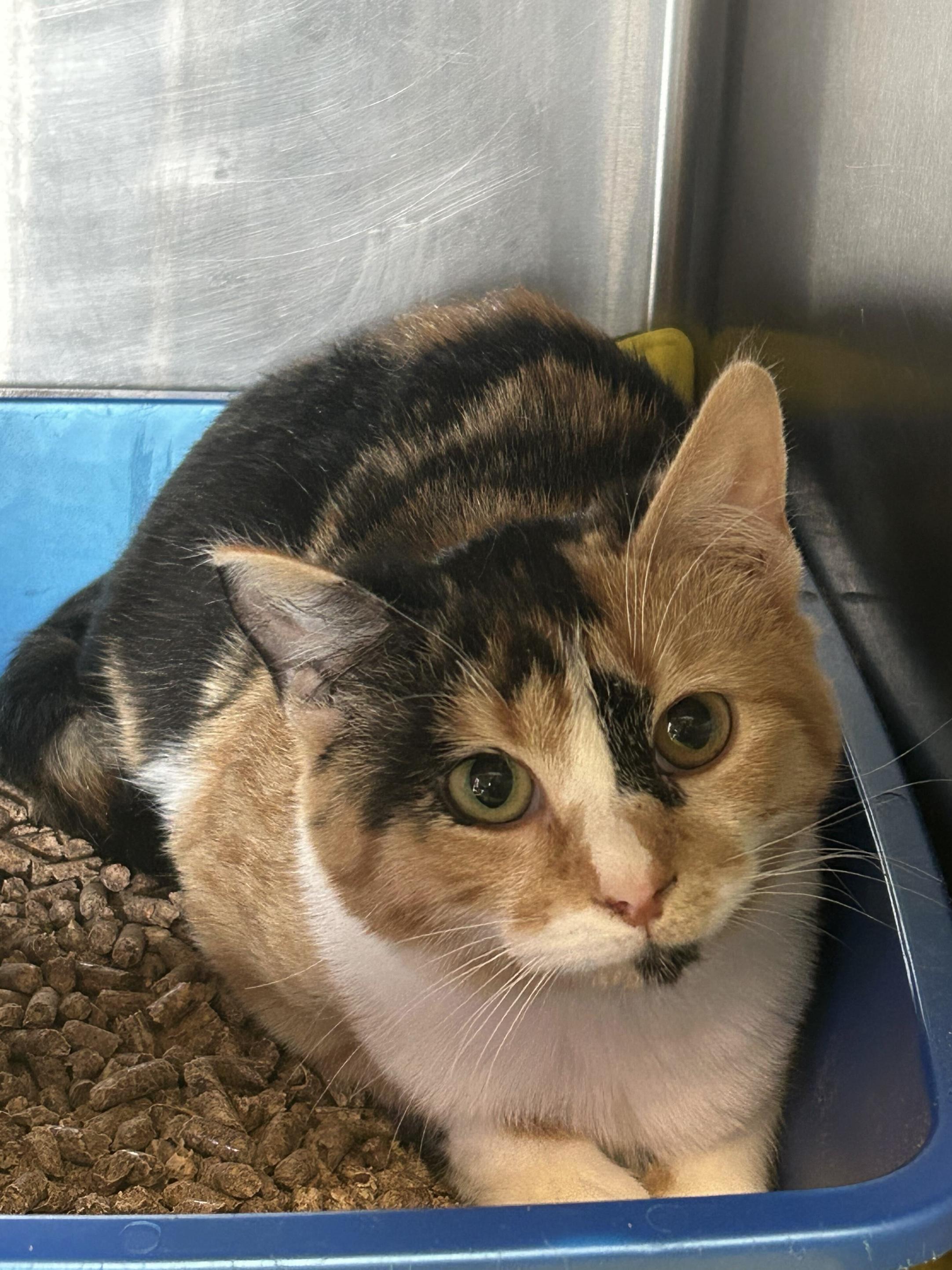 Marmalade
