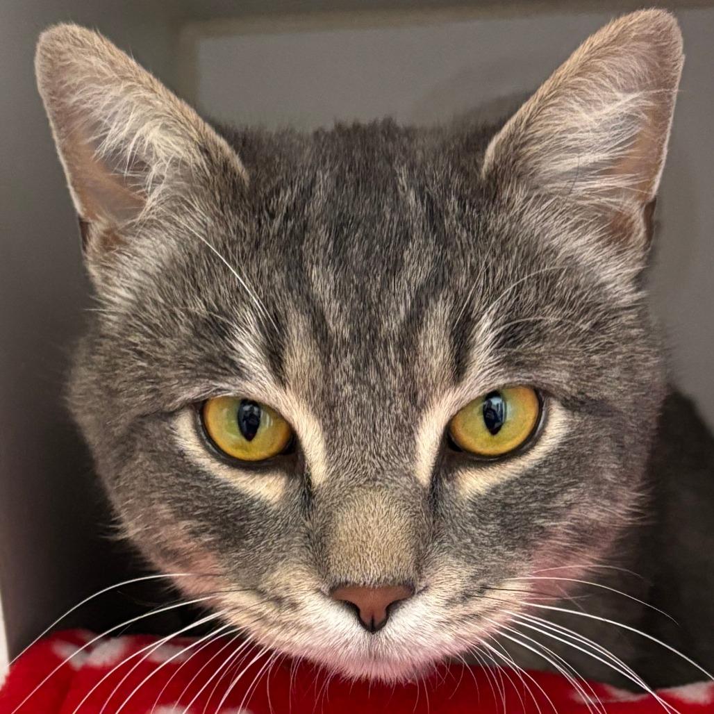 Enlarge Elf, a Adoptable Domestic Short Hair in Naperville, IL image 1/1