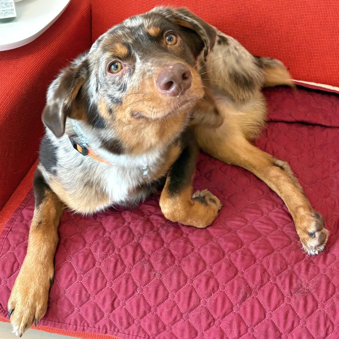 Enlarge Bert, an adopted mixed breed in Brooklyn, NY image 1/6