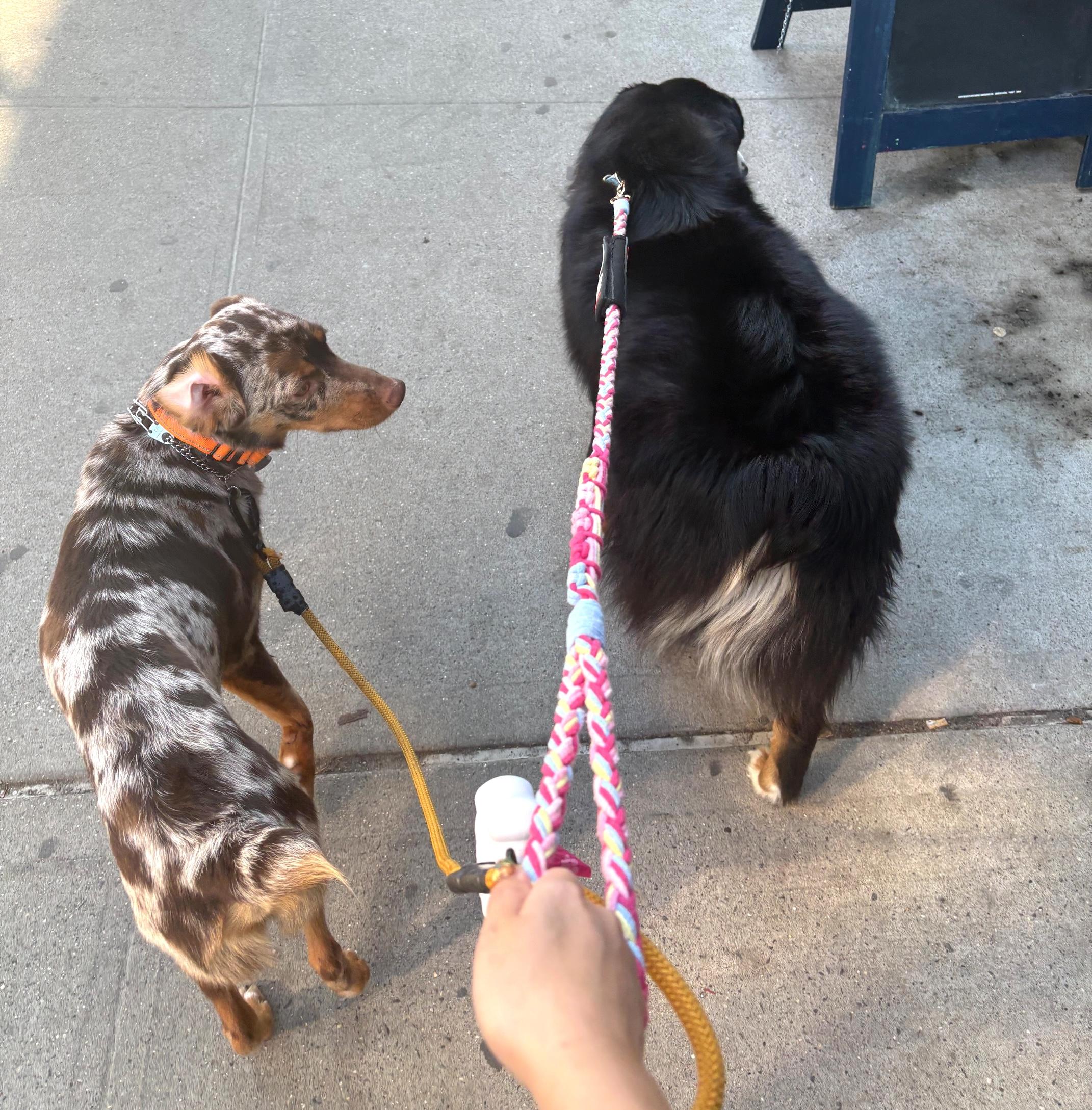 Enlarge Bert, an adopted mixed breed in Brooklyn, NY image 6/6