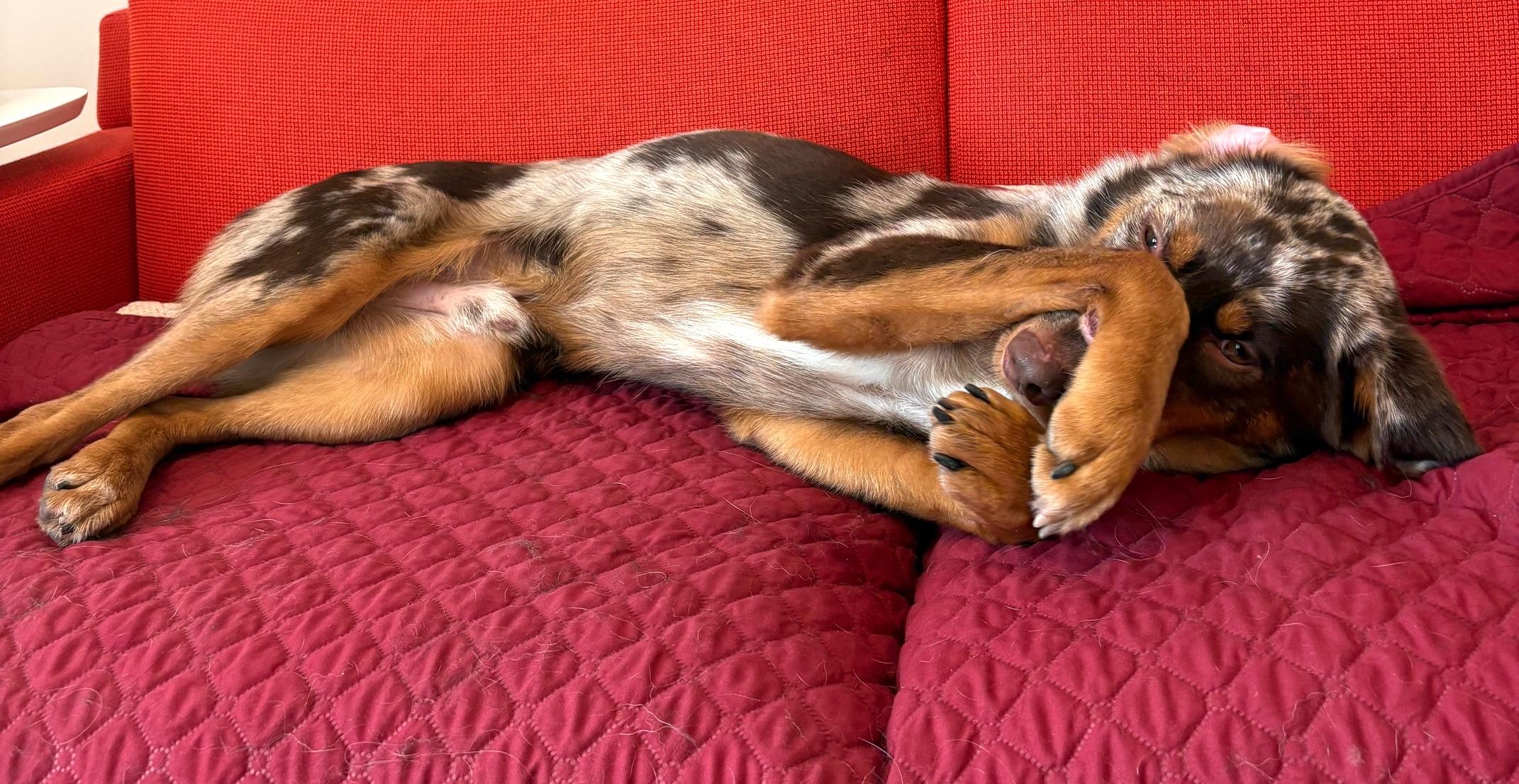 Enlarge Bert, an adopted mixed breed in Brooklyn, NY image 4/6