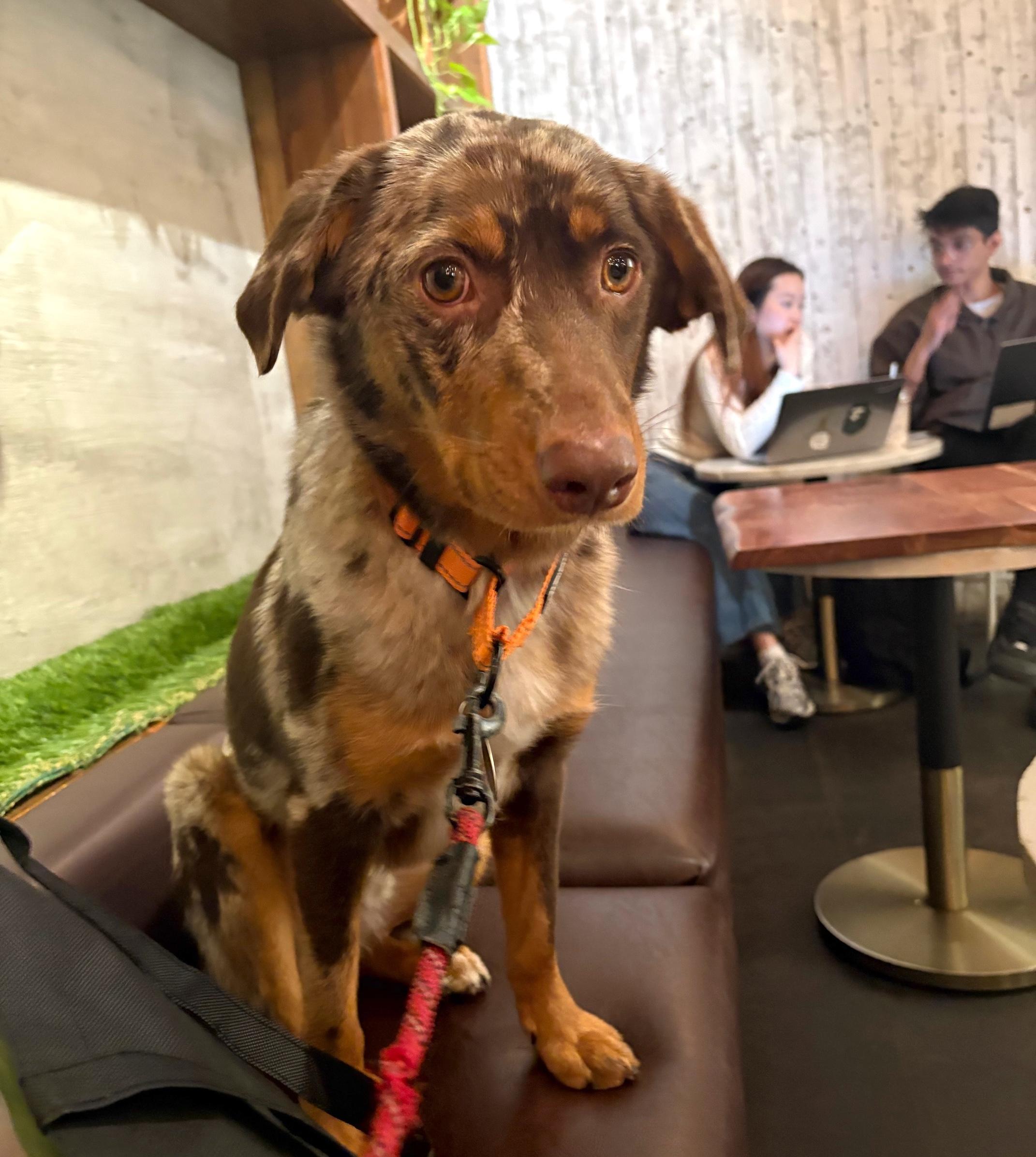 Enlarge Bert, an adopted mixed breed in Brooklyn, NY image 5/6