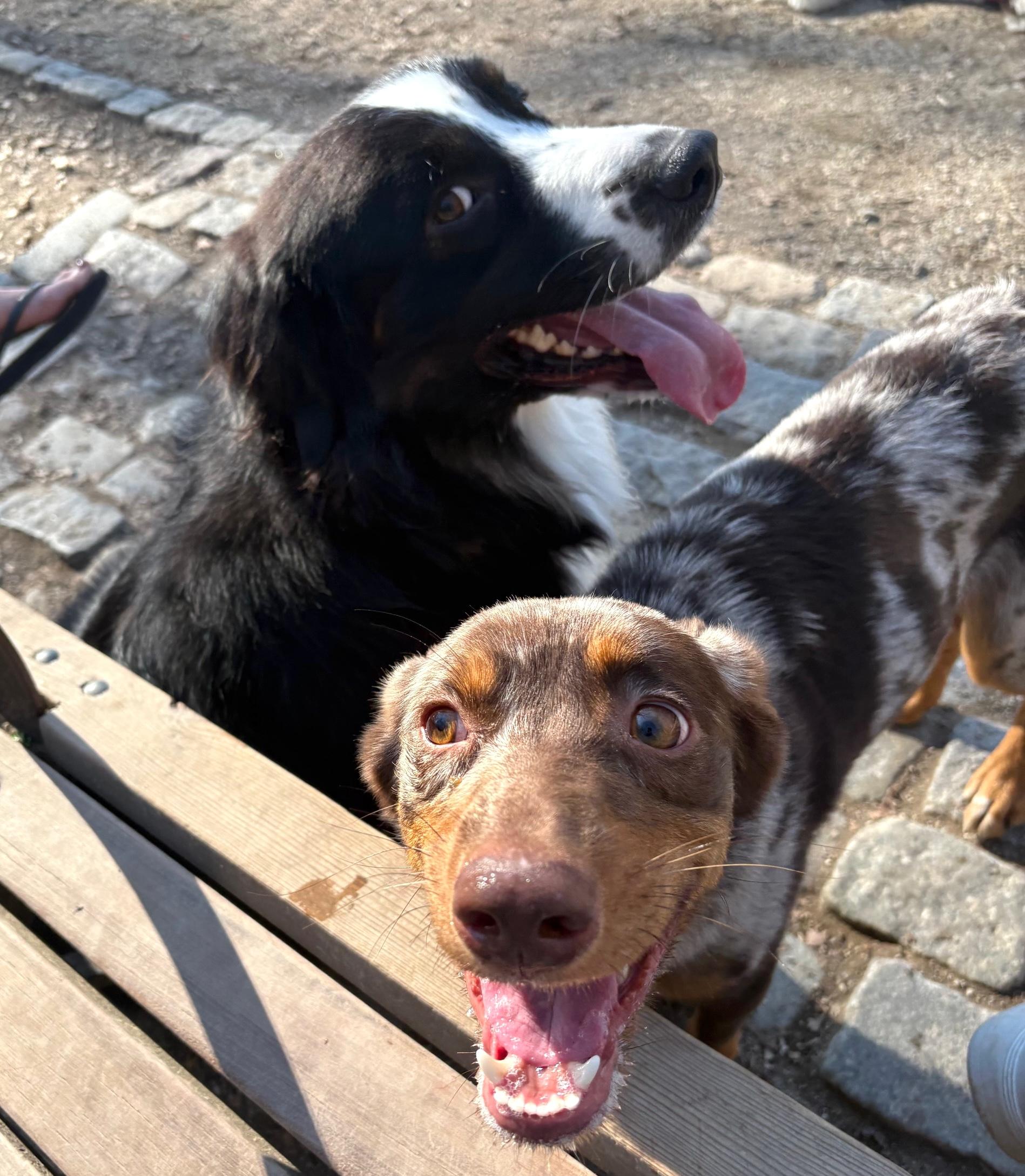 Enlarge Bert, an adopted mixed breed in Brooklyn, NY image 2/6