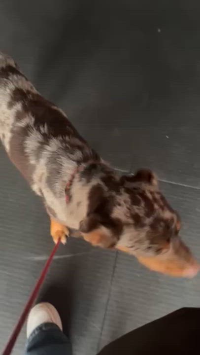 Enlarge Bert, an adopted mixed breed in Brooklyn, NY video 3/6