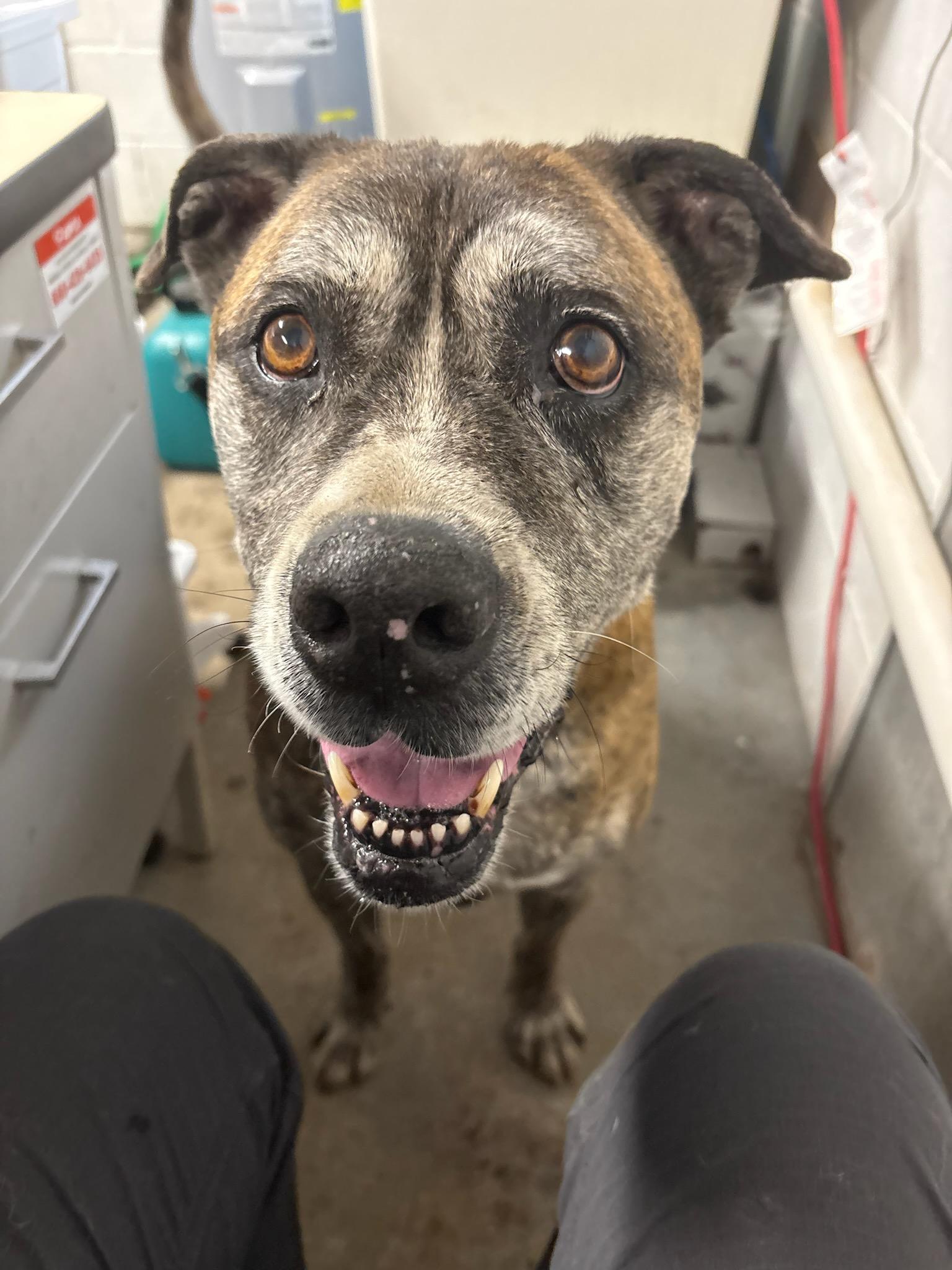 Jack, an adoptable mixed breed in North Grosvenordale, CT image 4/4