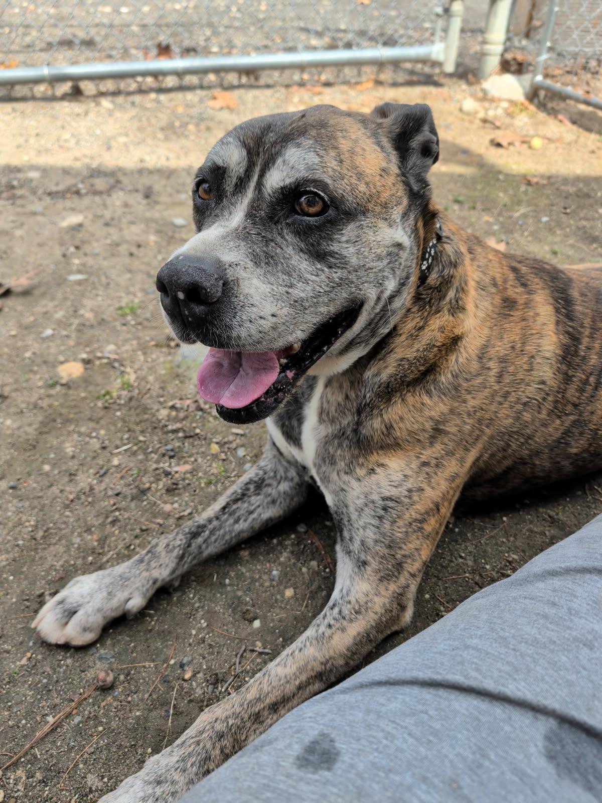 Jack, adoptable, Senior Male Pit Bull Terrier.