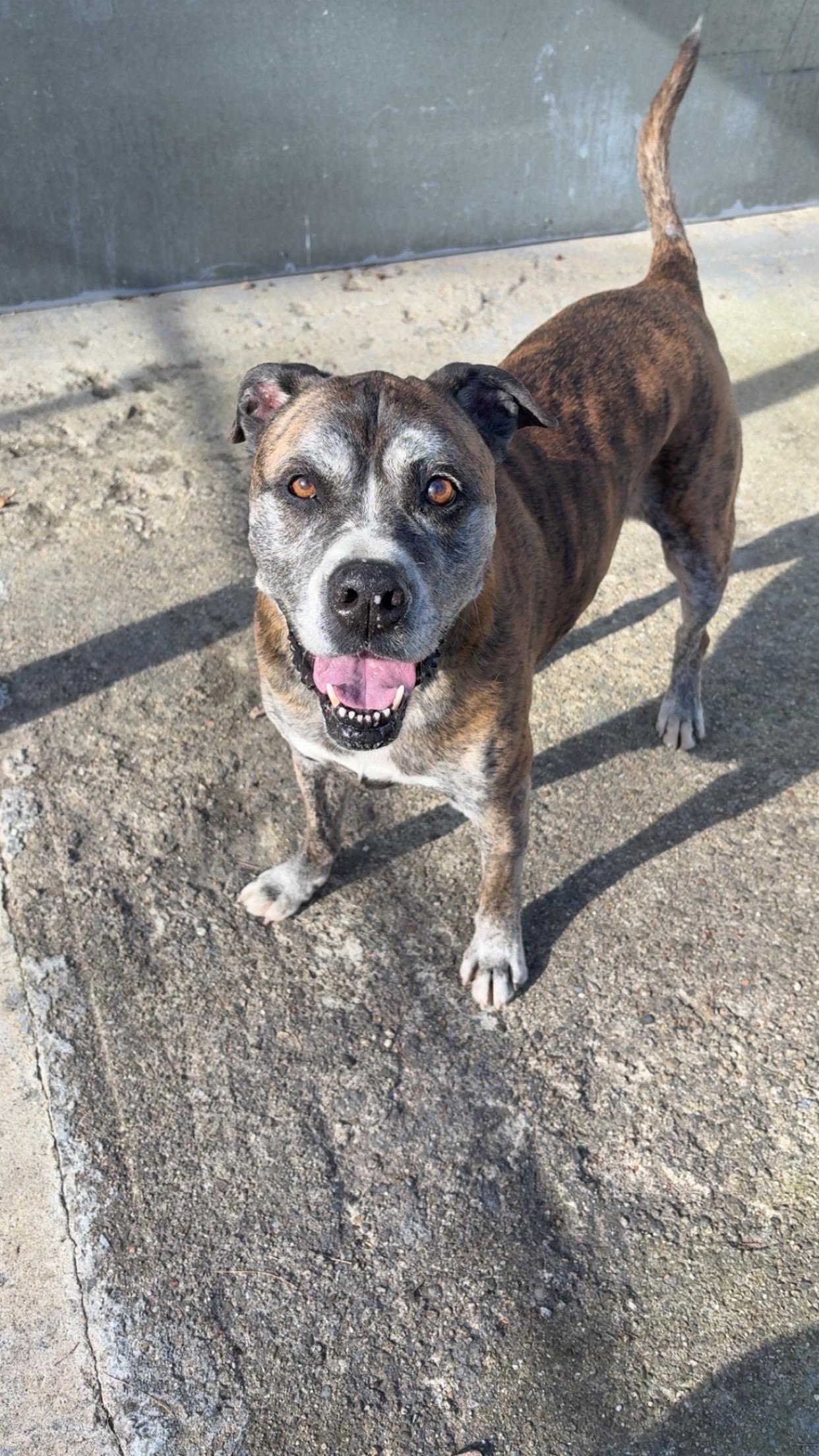Jack, an adoptable mixed breed in North Grosvenordale, CT image 3/4