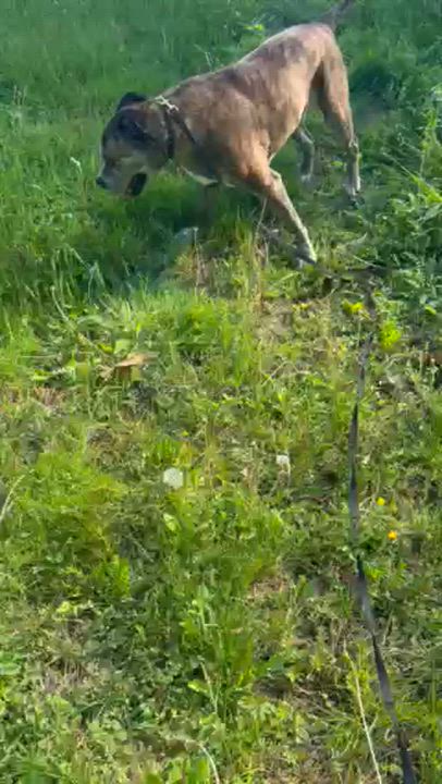 Enlarge Jack, an adoptable mixed breed in North Grosvenordale, CT video 2/4