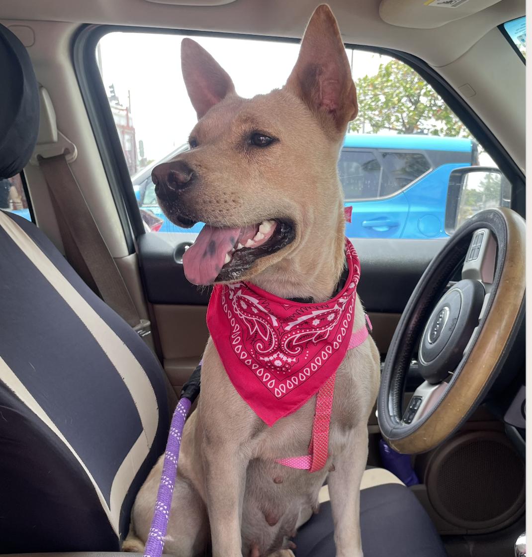 Enlarge Cinnamon Sugar - The Sweetest Ever, a Adoptable mixed breed in TAMPA, FL image 3/6