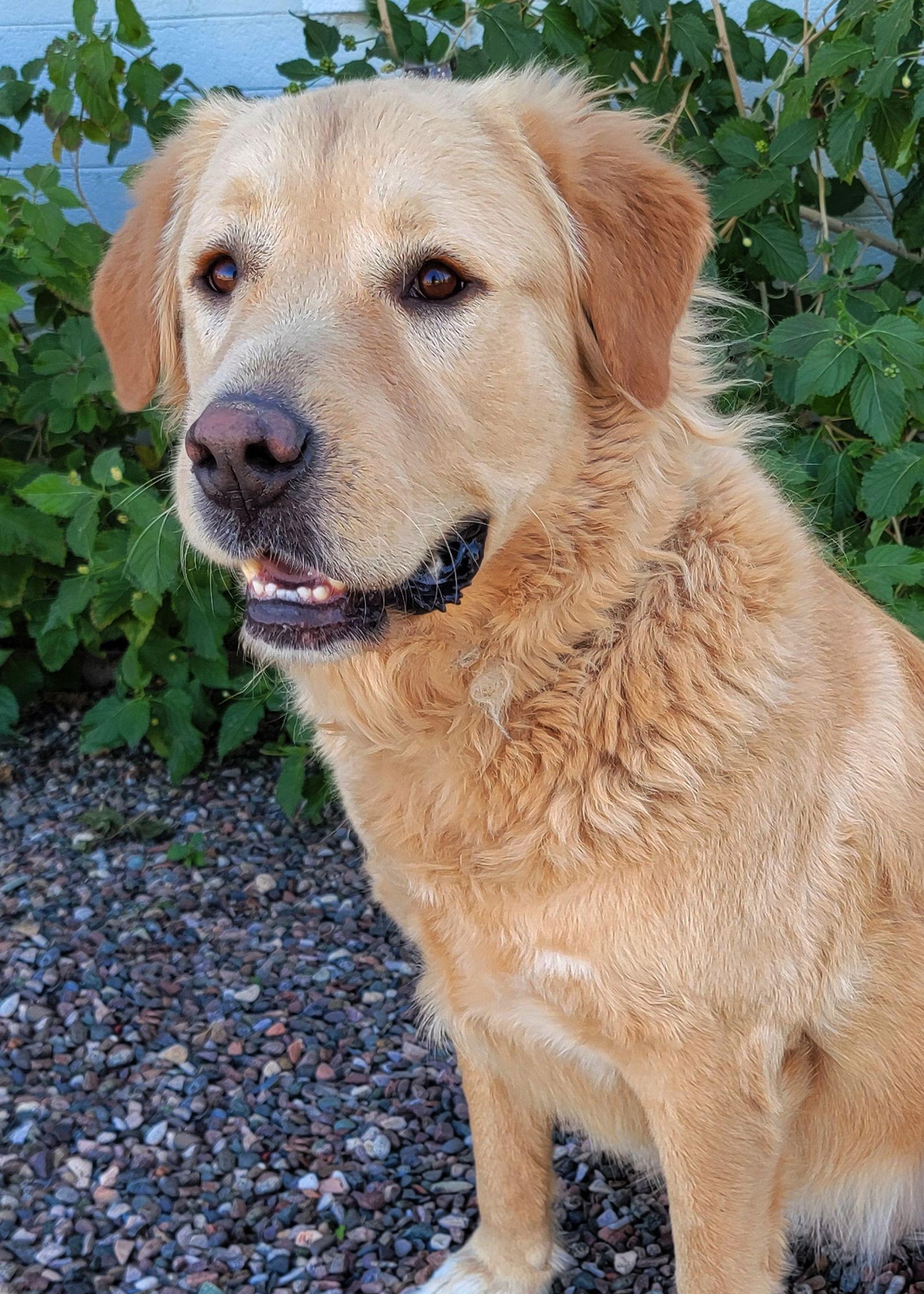 Bear, Adoptable, Young Male Golden Retriever & Great Pyrenees.