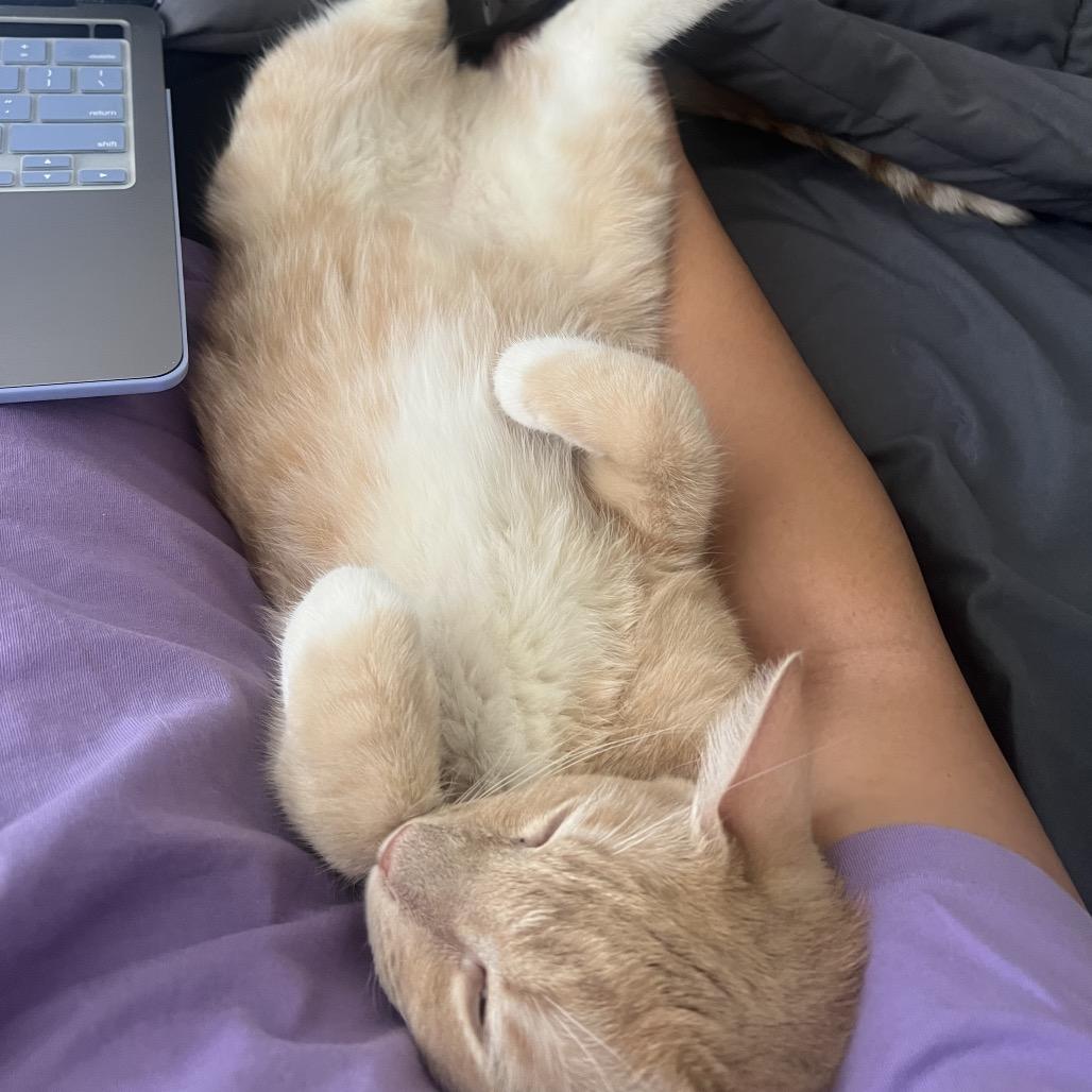 Enlarge O'Malley, a Adoptable Domestic Short Hair in Riverside, CA image 1/6