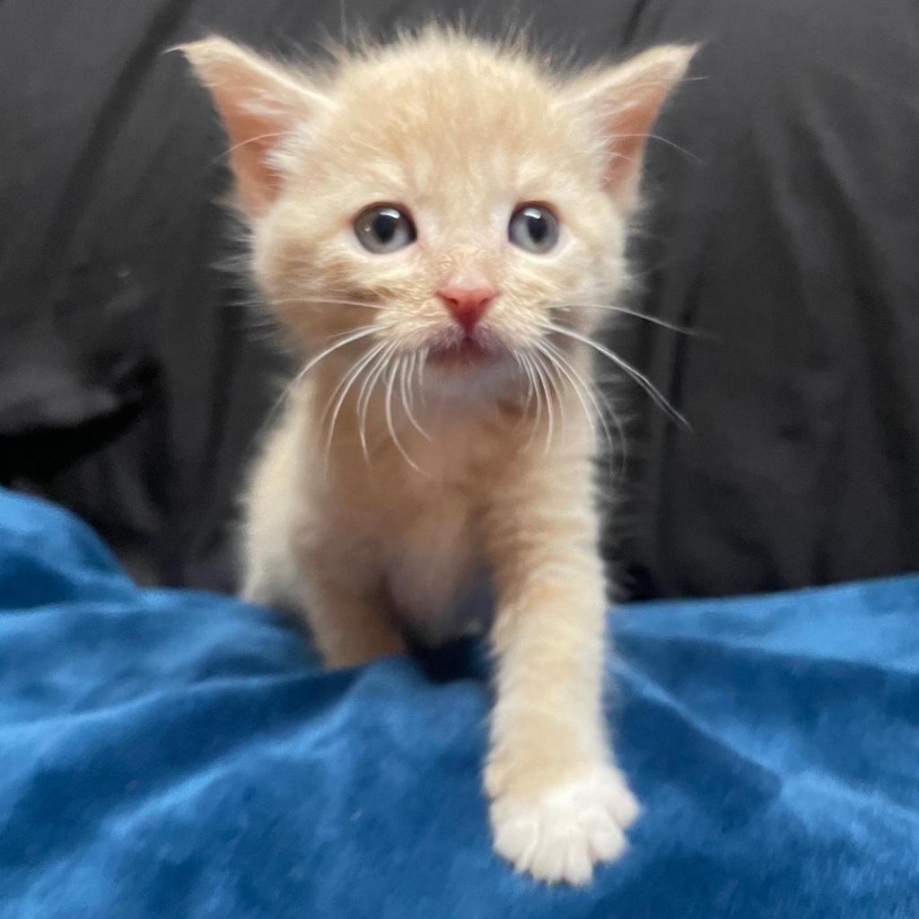 Enlarge O'Malley, a Adoptable Domestic Short Hair in Riverside, CA image 4/6