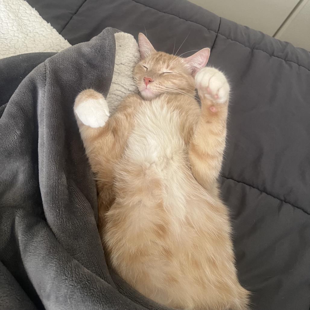 Enlarge O'Malley, a Adoptable Domestic Short Hair in Riverside, CA image 5/6