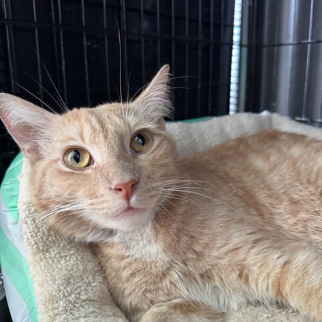 Enlarge O'Malley, a Adoptable Domestic Short Hair in Riverside, CA image 6/6