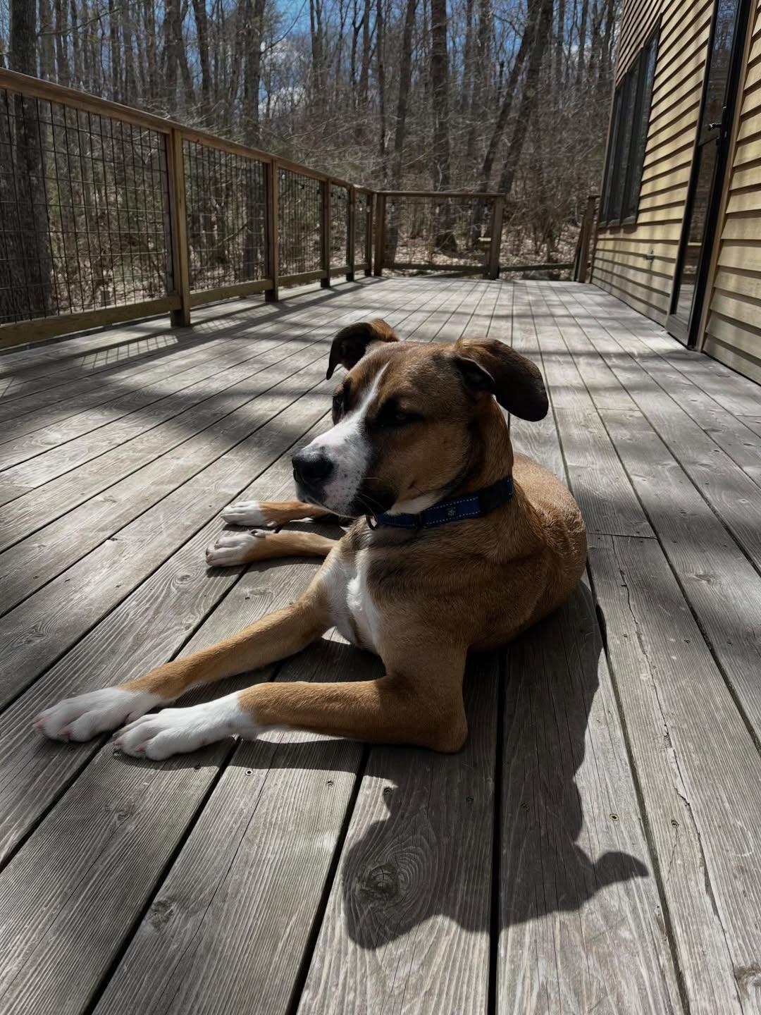 Enlarge Journey, a Adoptable mixed breed in Brunswick, ME image 2/5