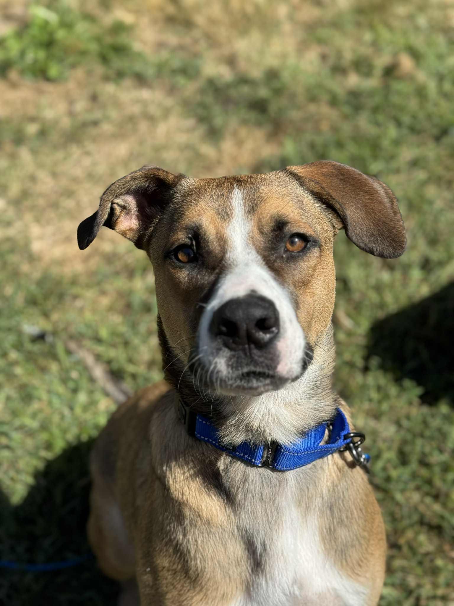 Journey, a Adoptable mixed breed in Brunswick, ME image 2/6