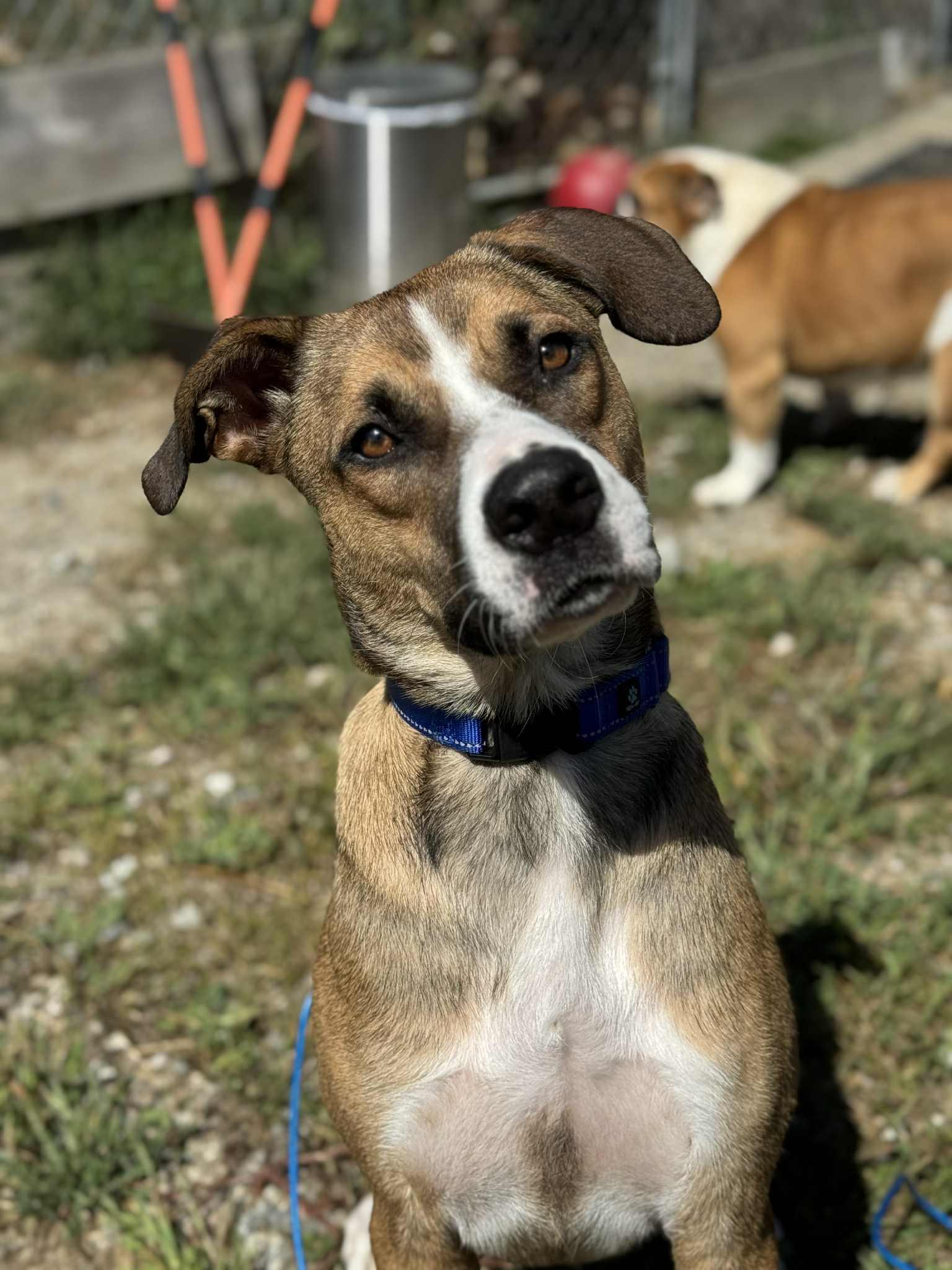 Journey, a Adoptable mixed breed in Brunswick, ME image 3/6