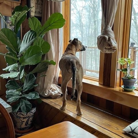 Enlarge Journey, a Adoptable mixed breed in Brunswick, ME image 2/6