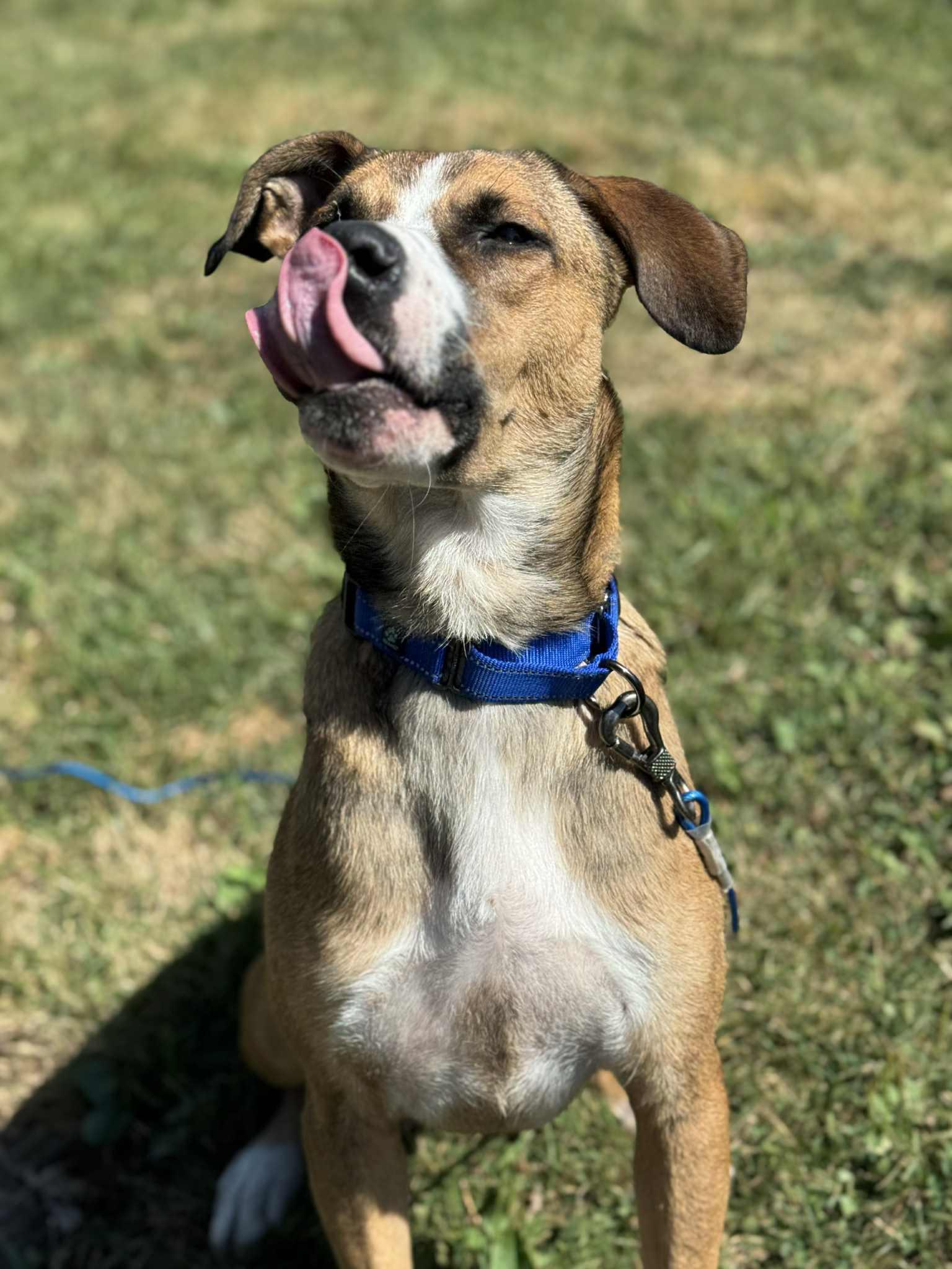 Journey, a Adoptable mixed breed in Brunswick, ME image 4/6