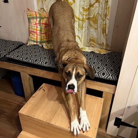 Enlarge Journey, a Adoptable mixed breed in Brunswick, ME image 5/6