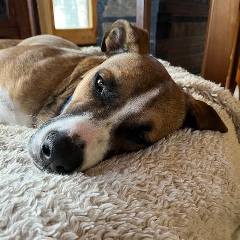 Enlarge Journey, a Adoptable mixed breed in Brunswick, ME image 6/6